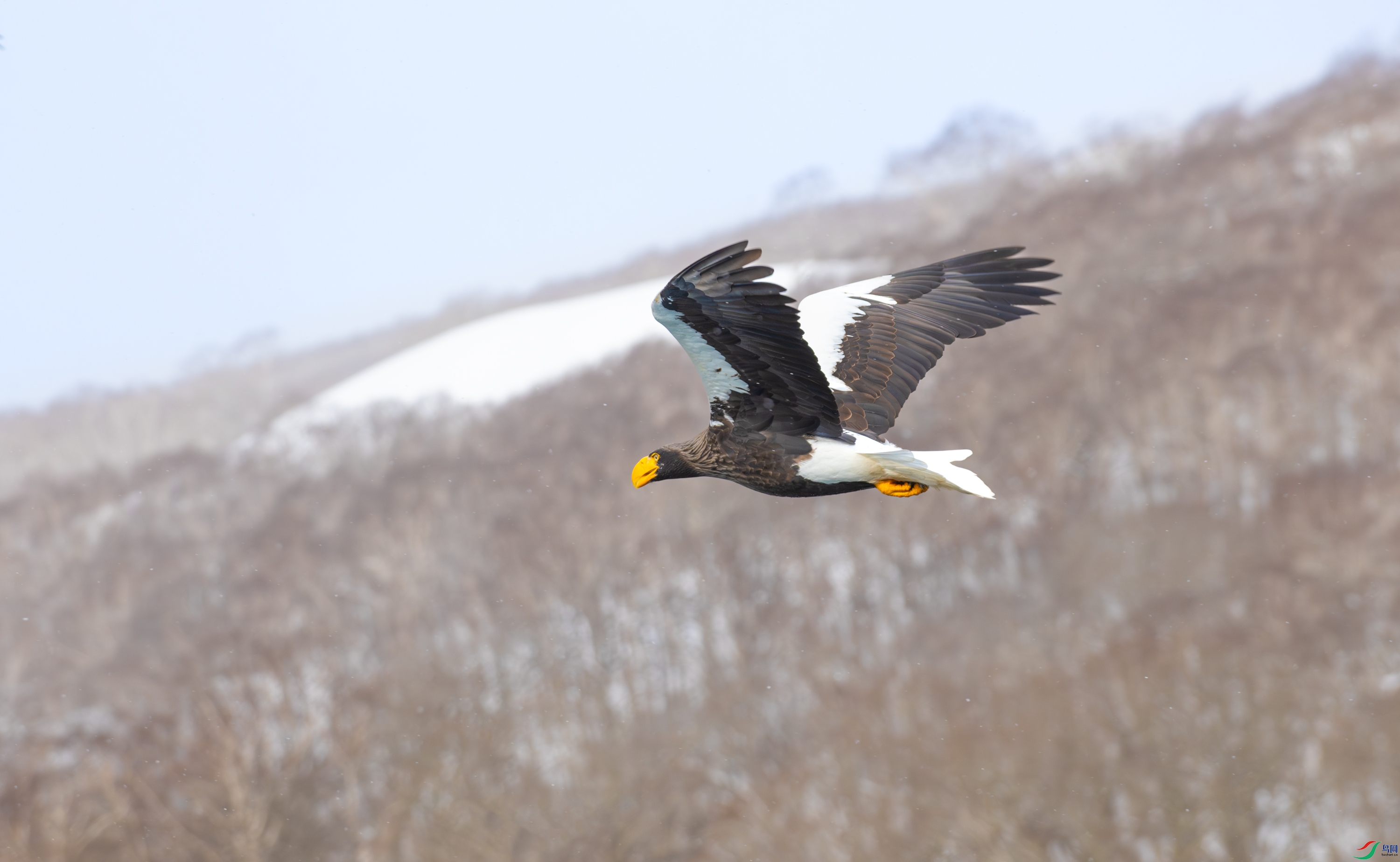DSC_5255-����ǿ-NR-11.jpg