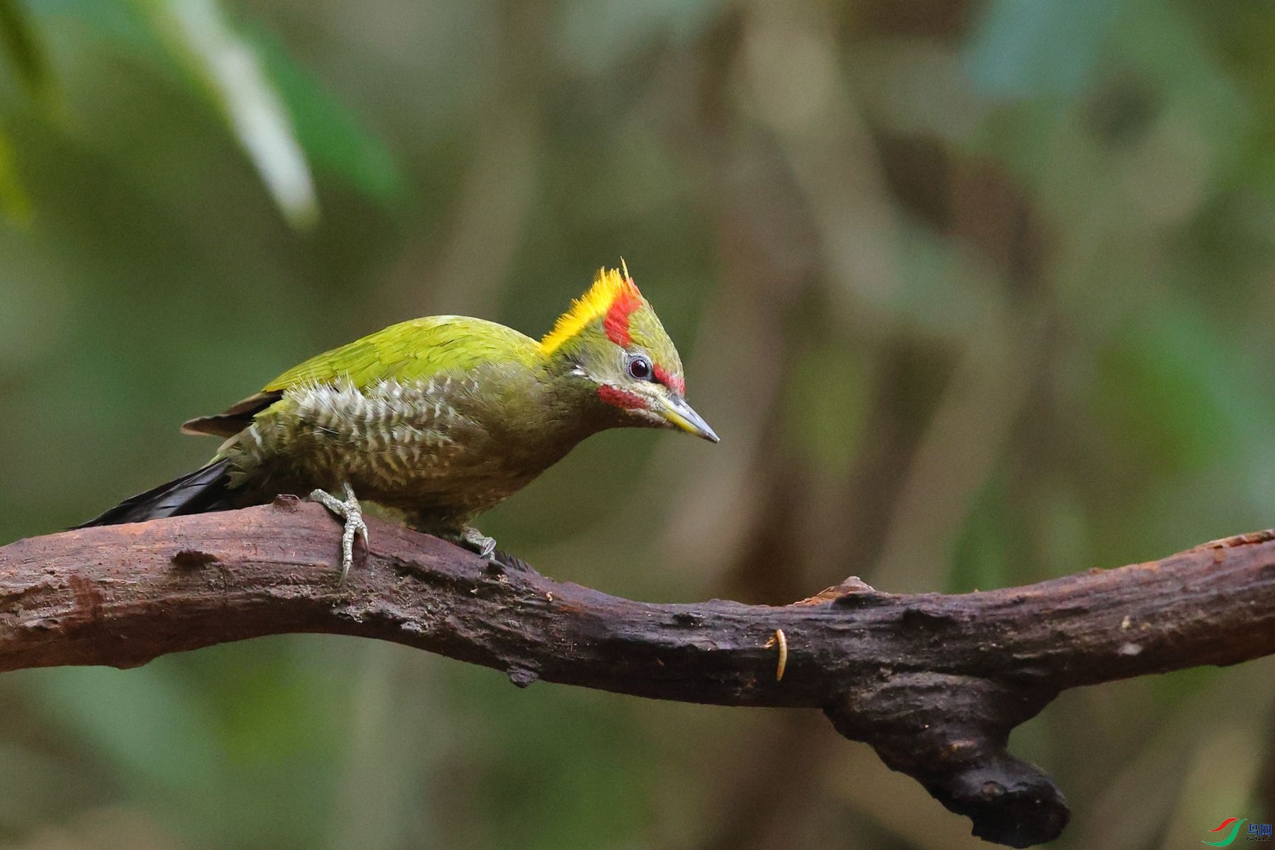 �ƹ���ľ��