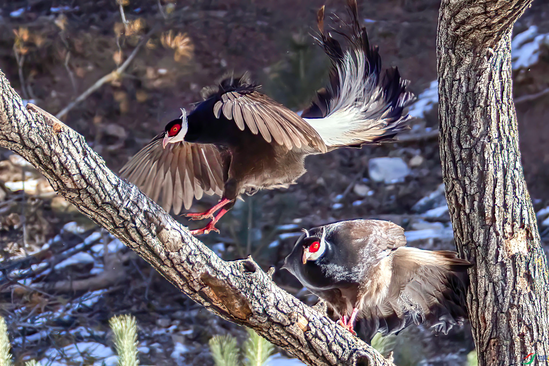 _07A1099 ����-Sh----1 .jpg