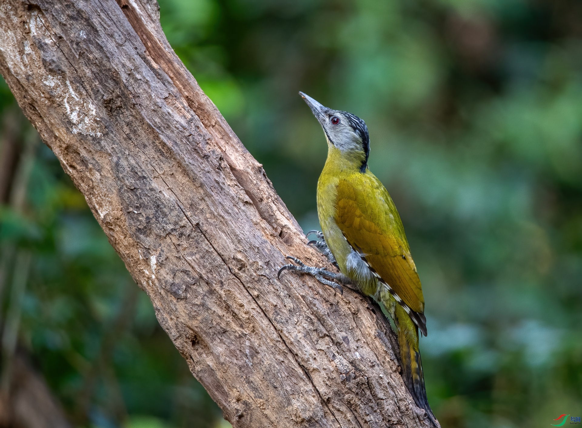 DSC_9264-0.jpg
