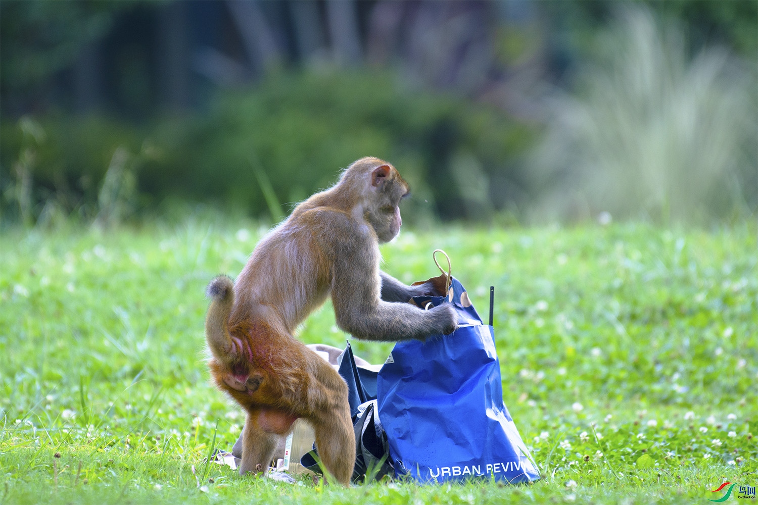 �l�������ߣ�