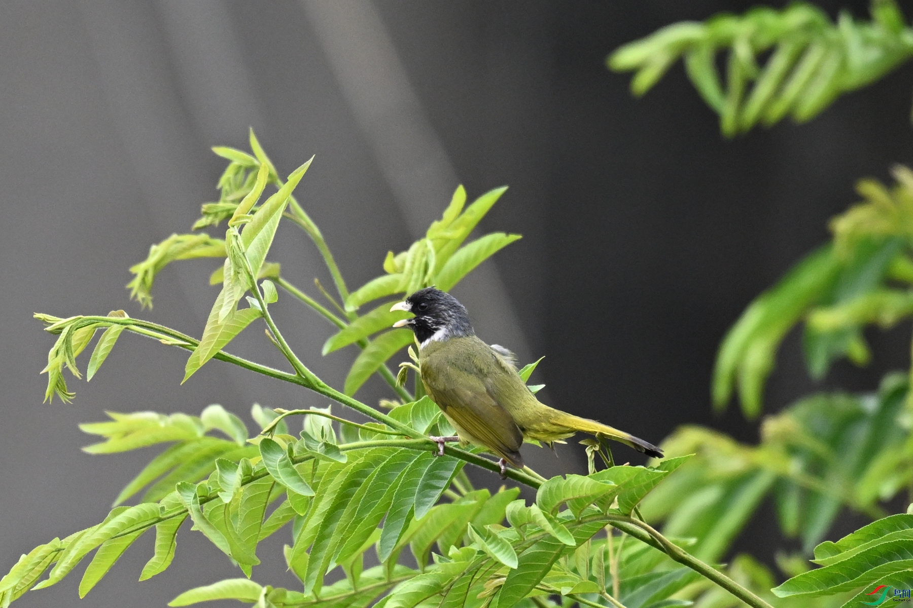 DSC_6105.JPG
