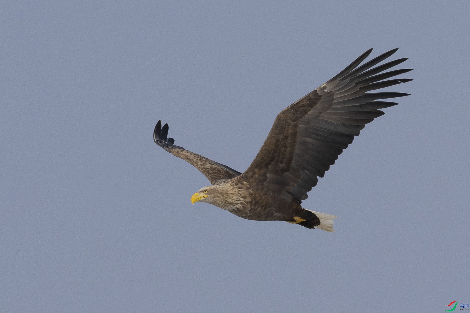 ��β����