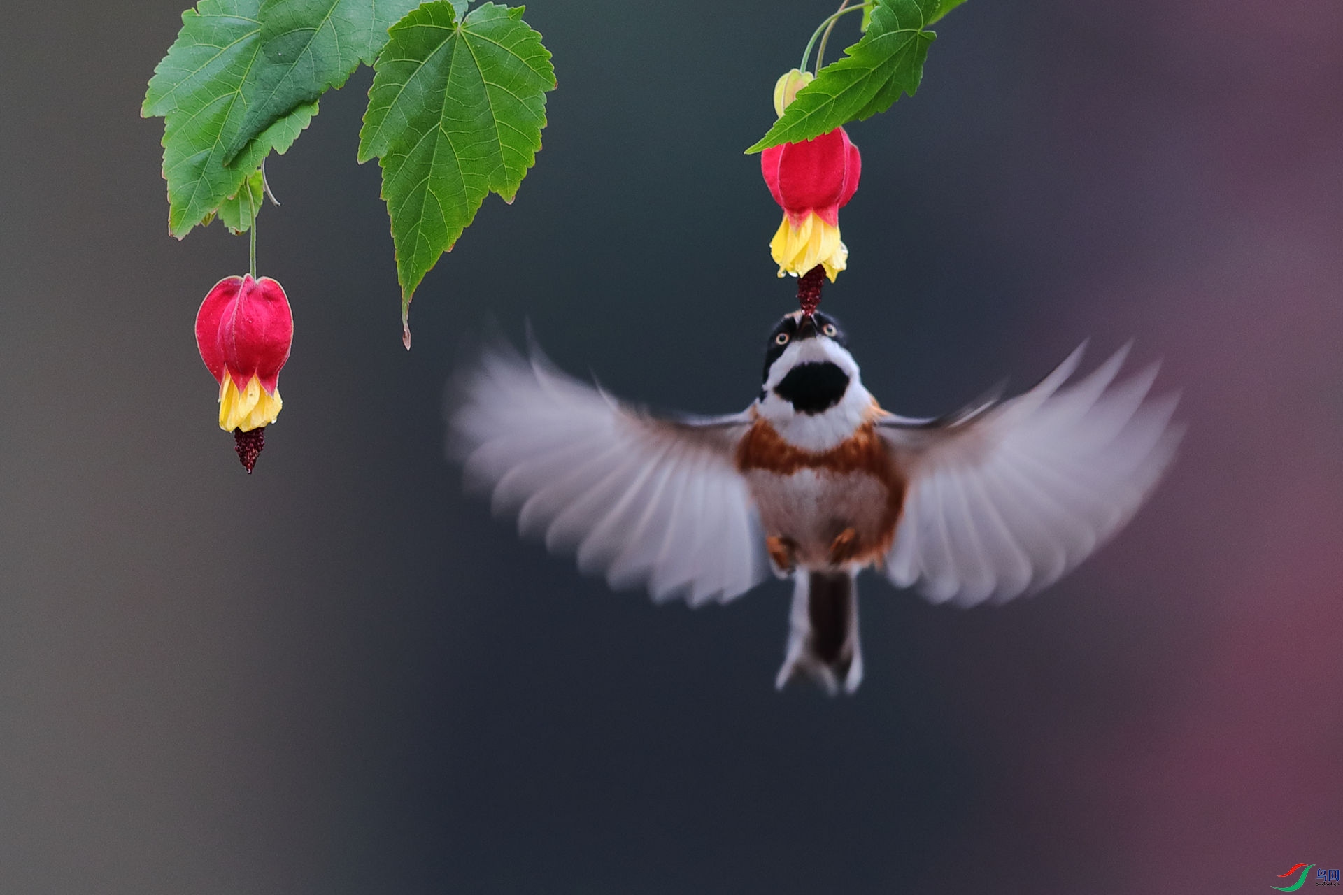 ��ͷ��βɽȸ