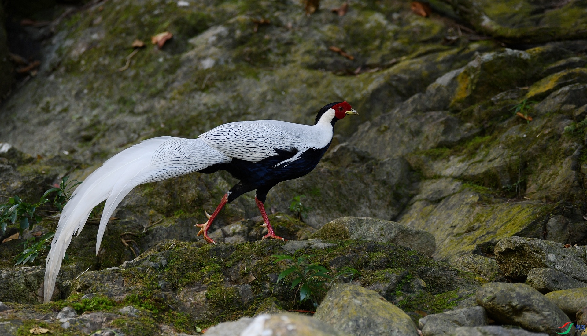 DSC_9609.jpg