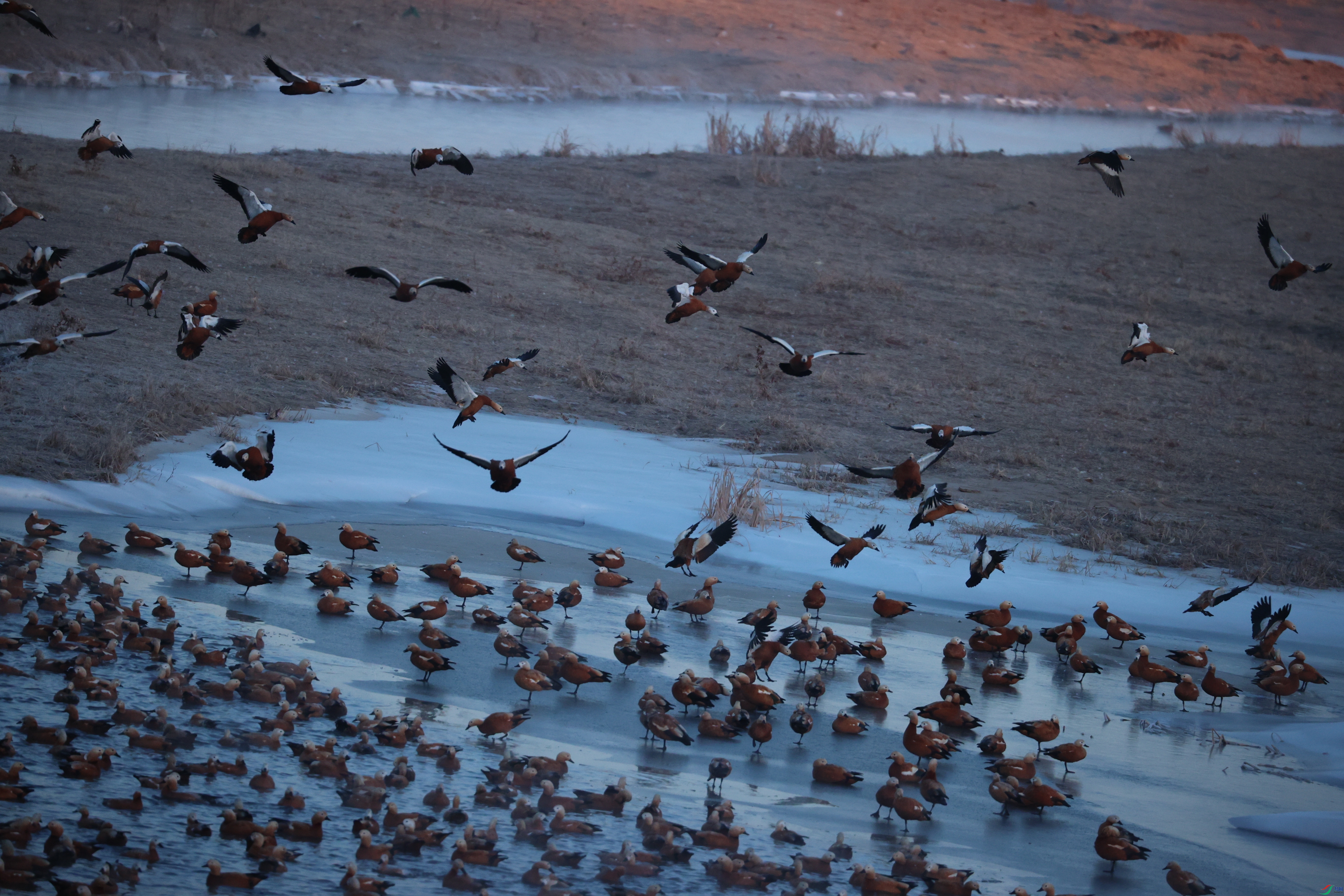 8421��ש����