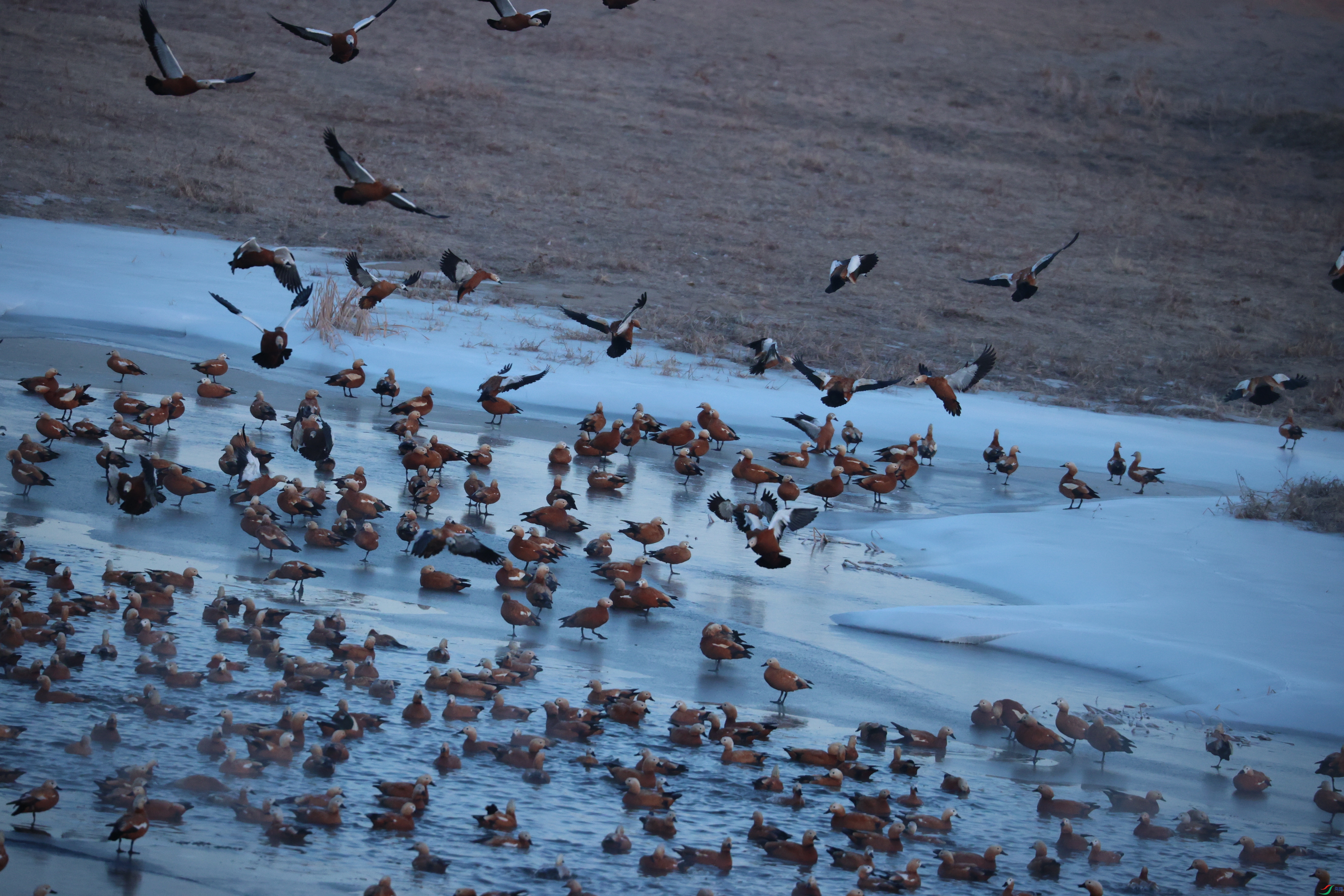 8423��ש����