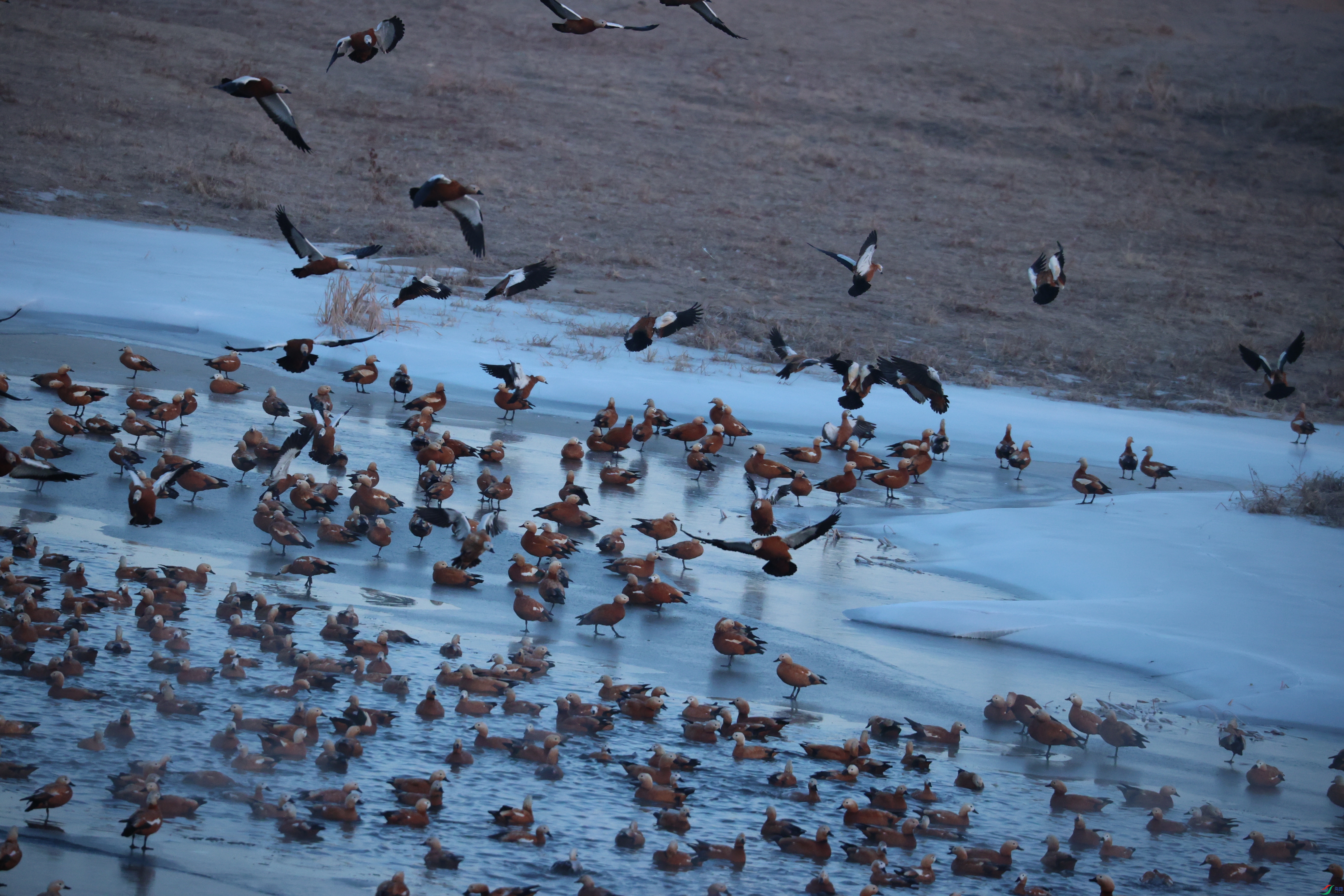 8424��ש����