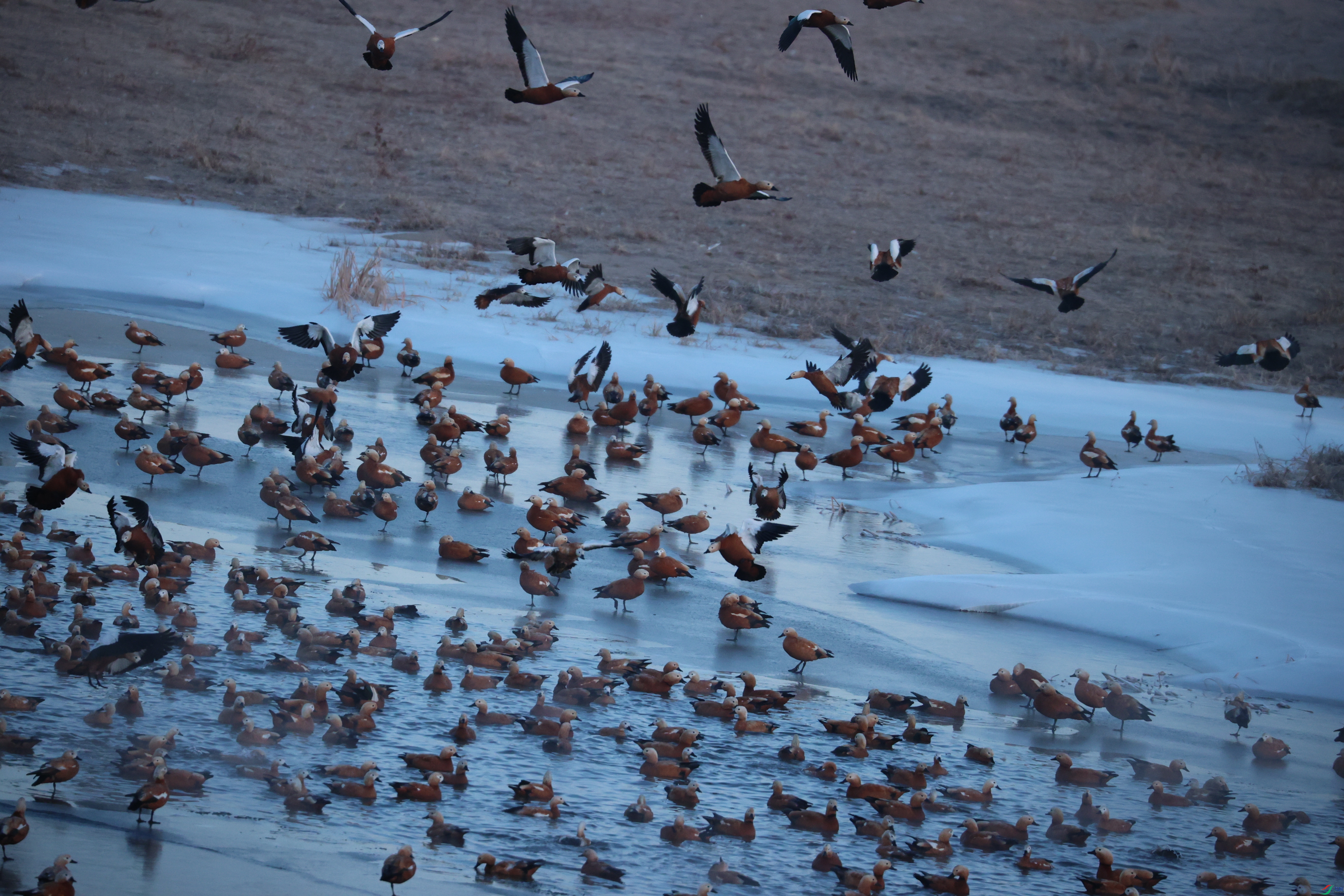 8425��ש����