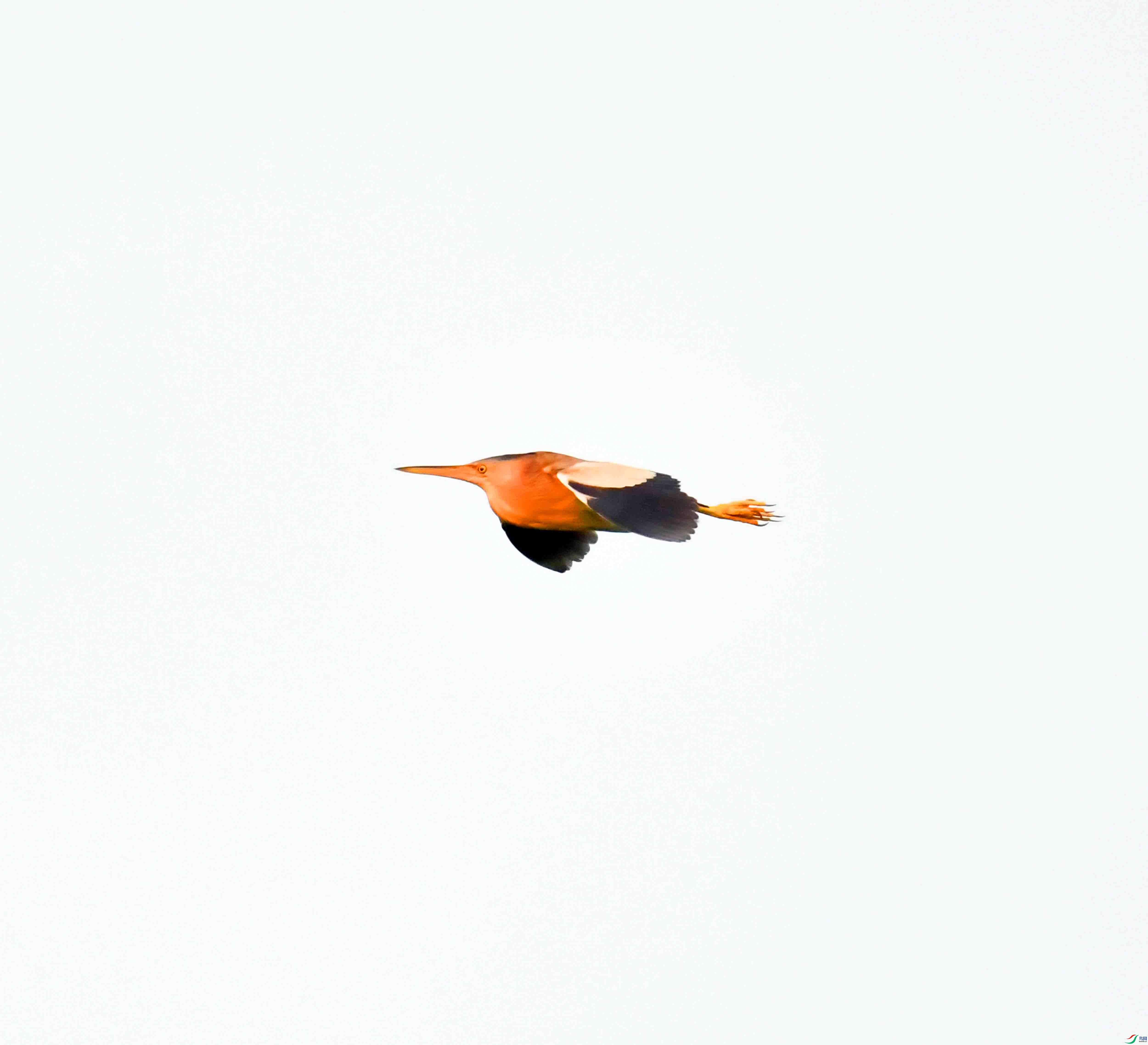 DSC_0205.JPG