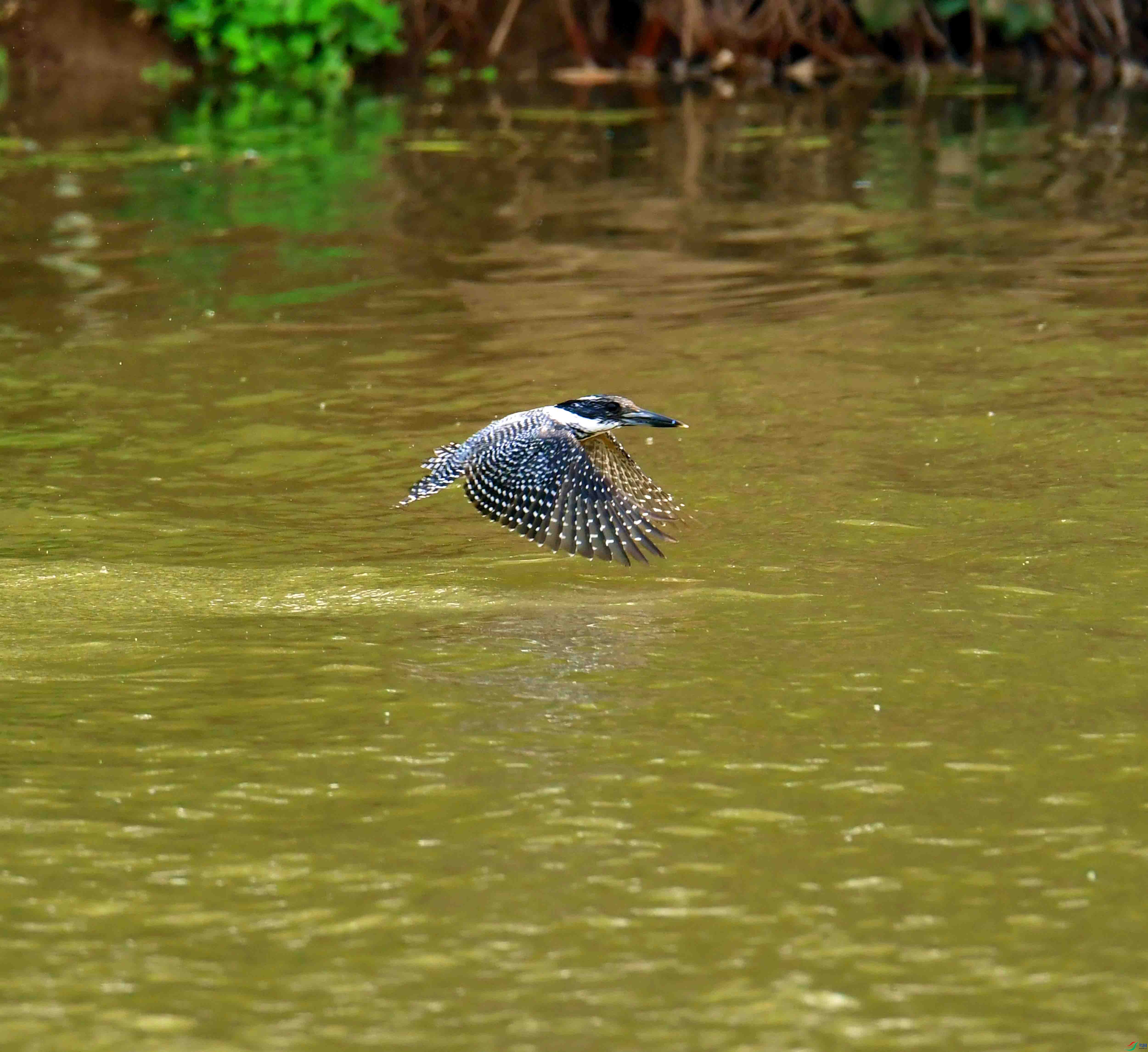 DSC_0237.JPG