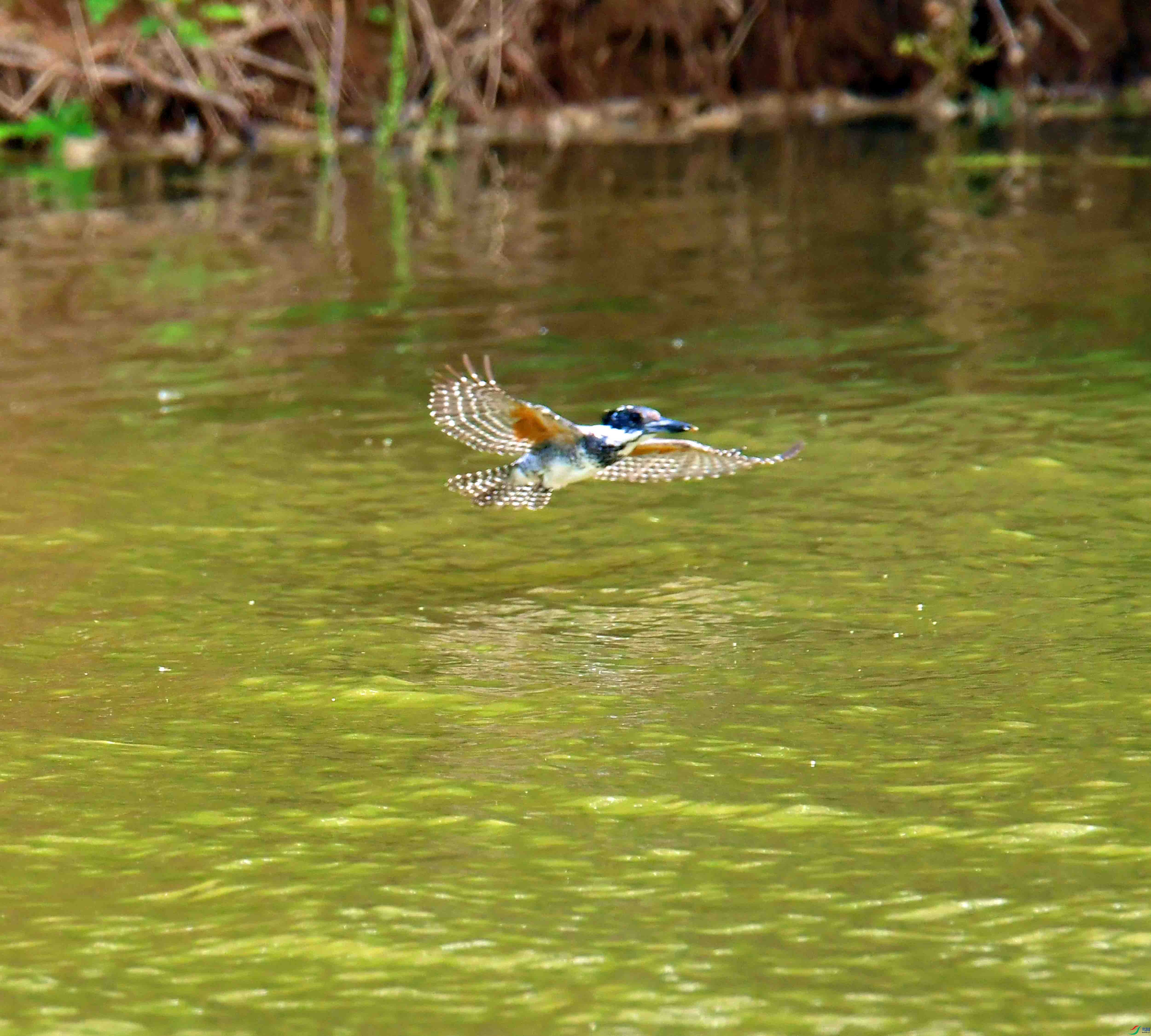 DSC_0231.JPG