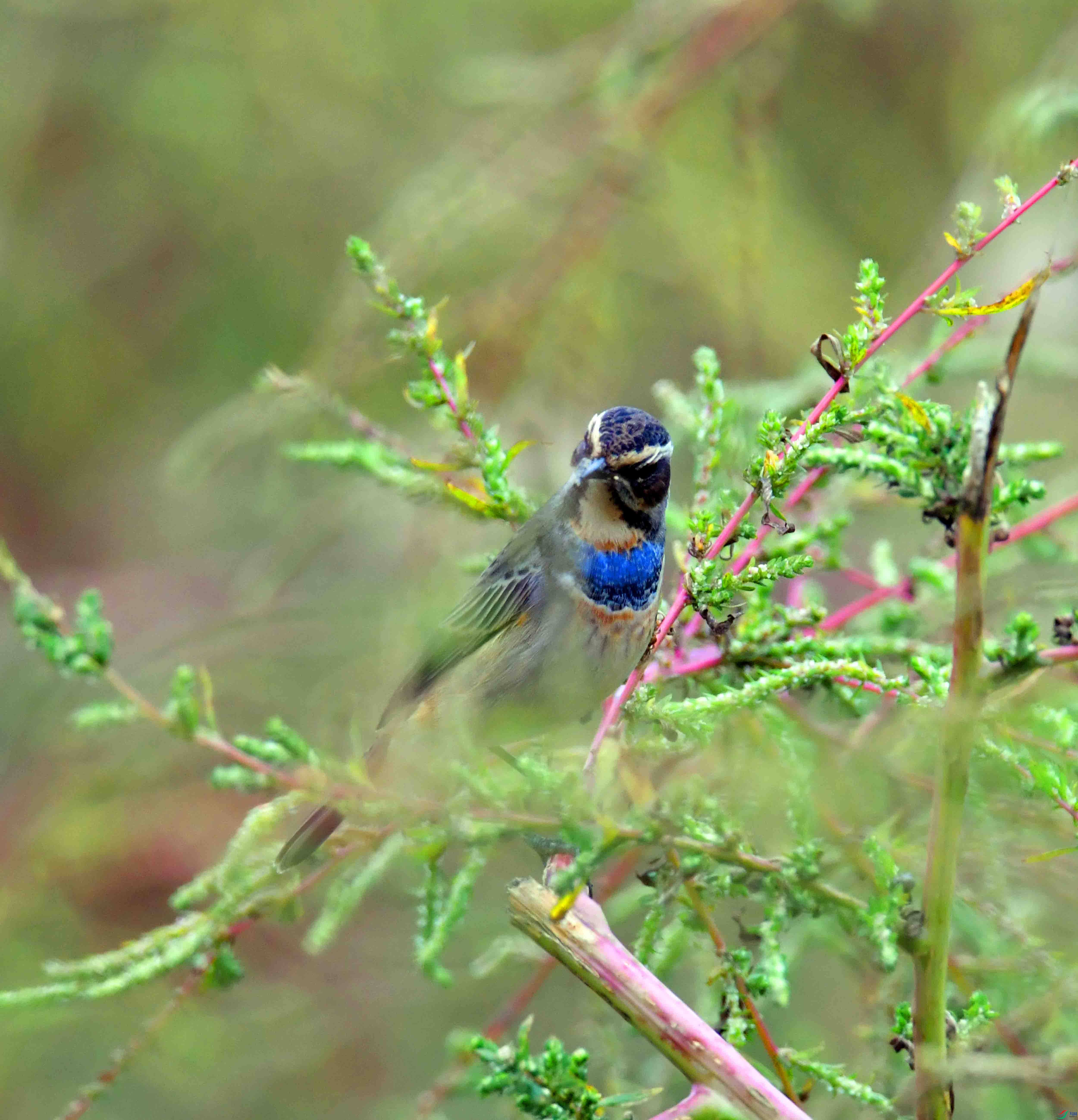 DSC_2478.JPG
