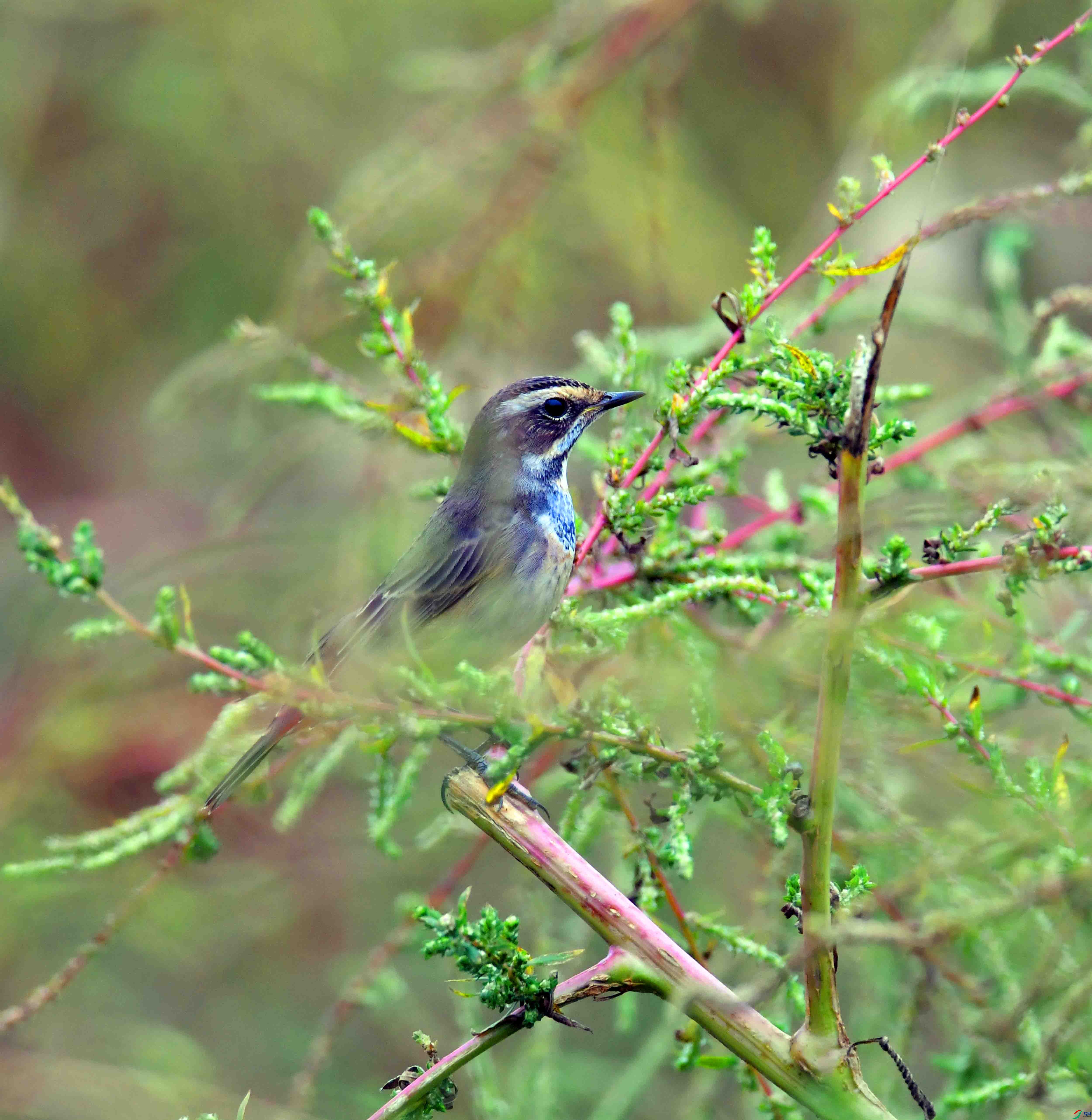 DSC_2483.JPG