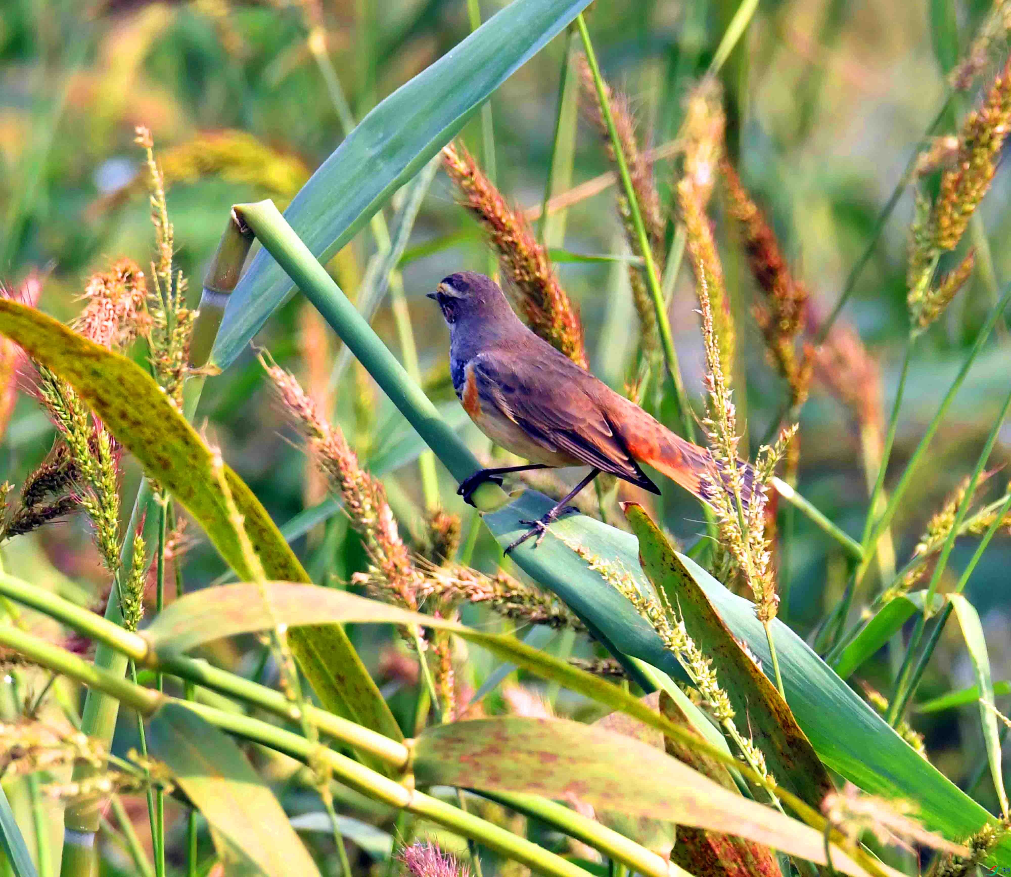 DSC_6315.JPG