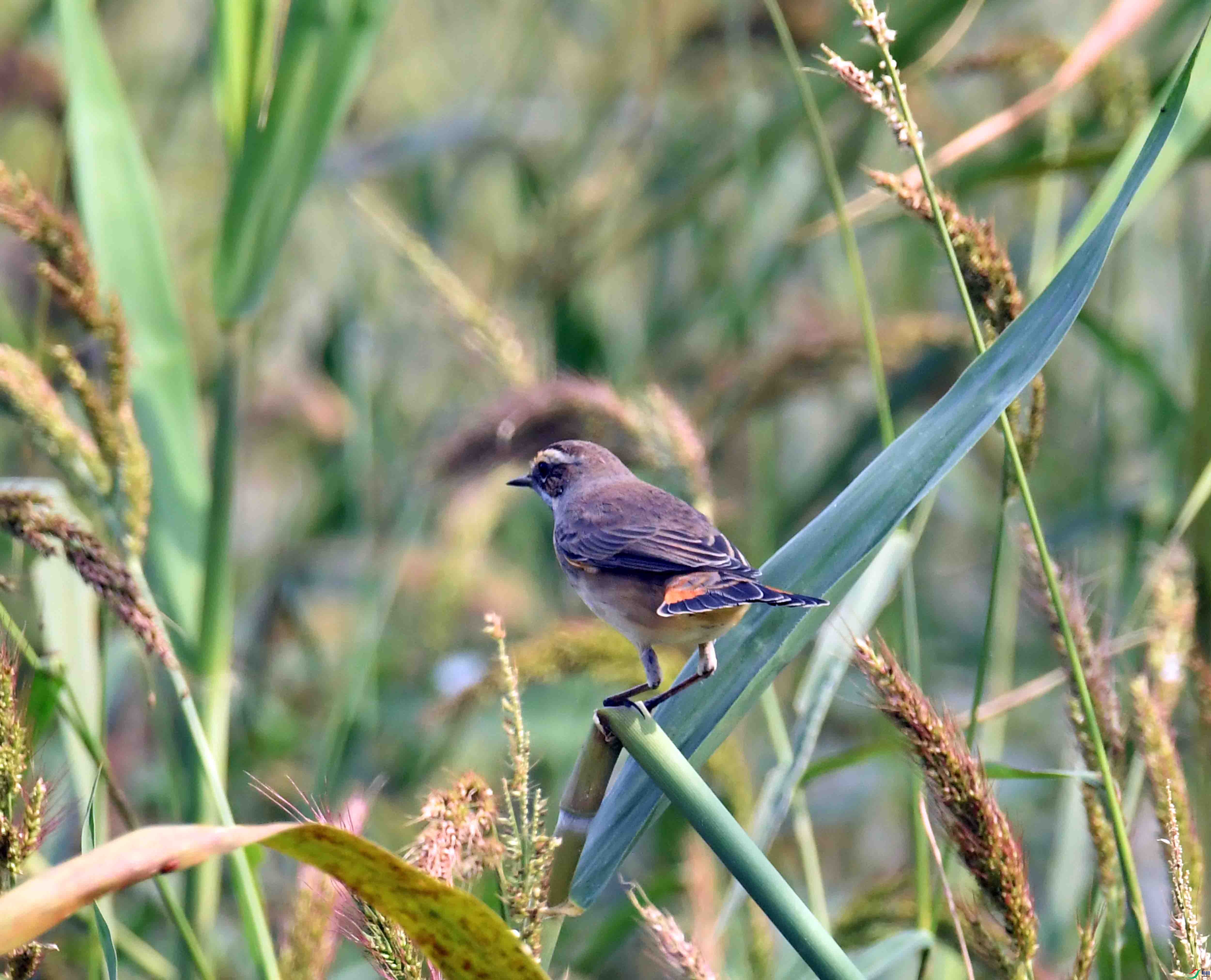 DSC_6319.JPG