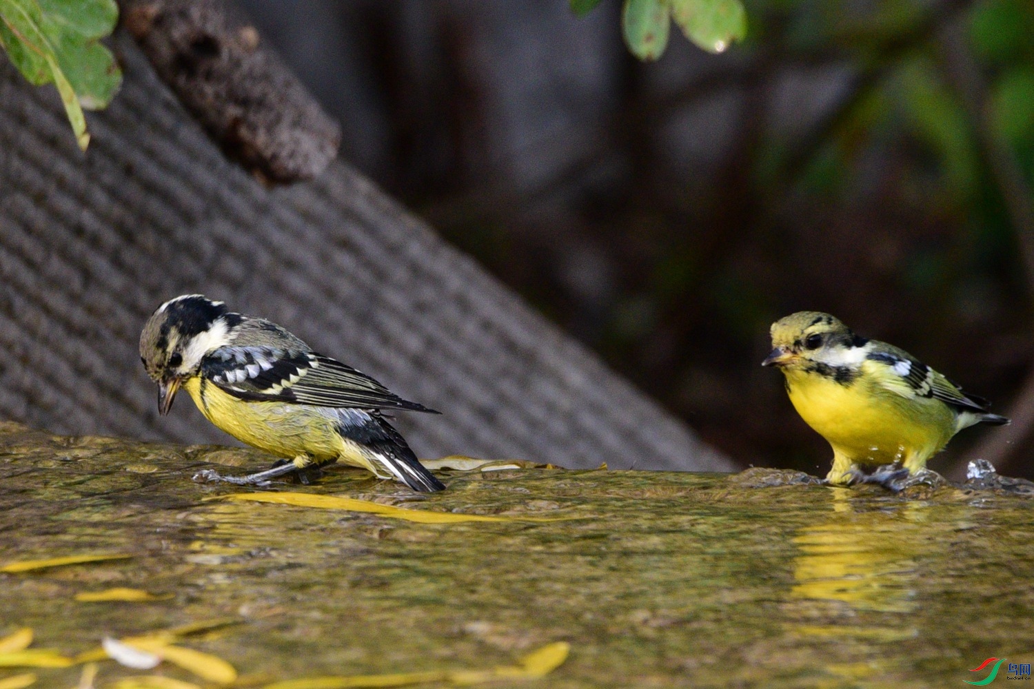 DSC_6651.JPG