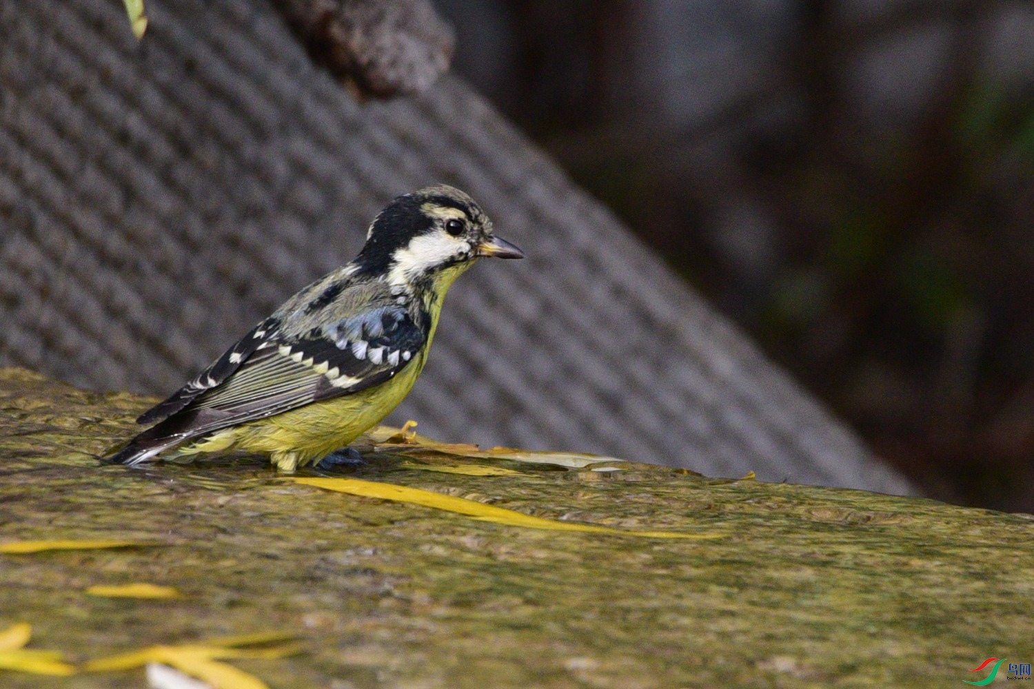 DSC_6650.JPG