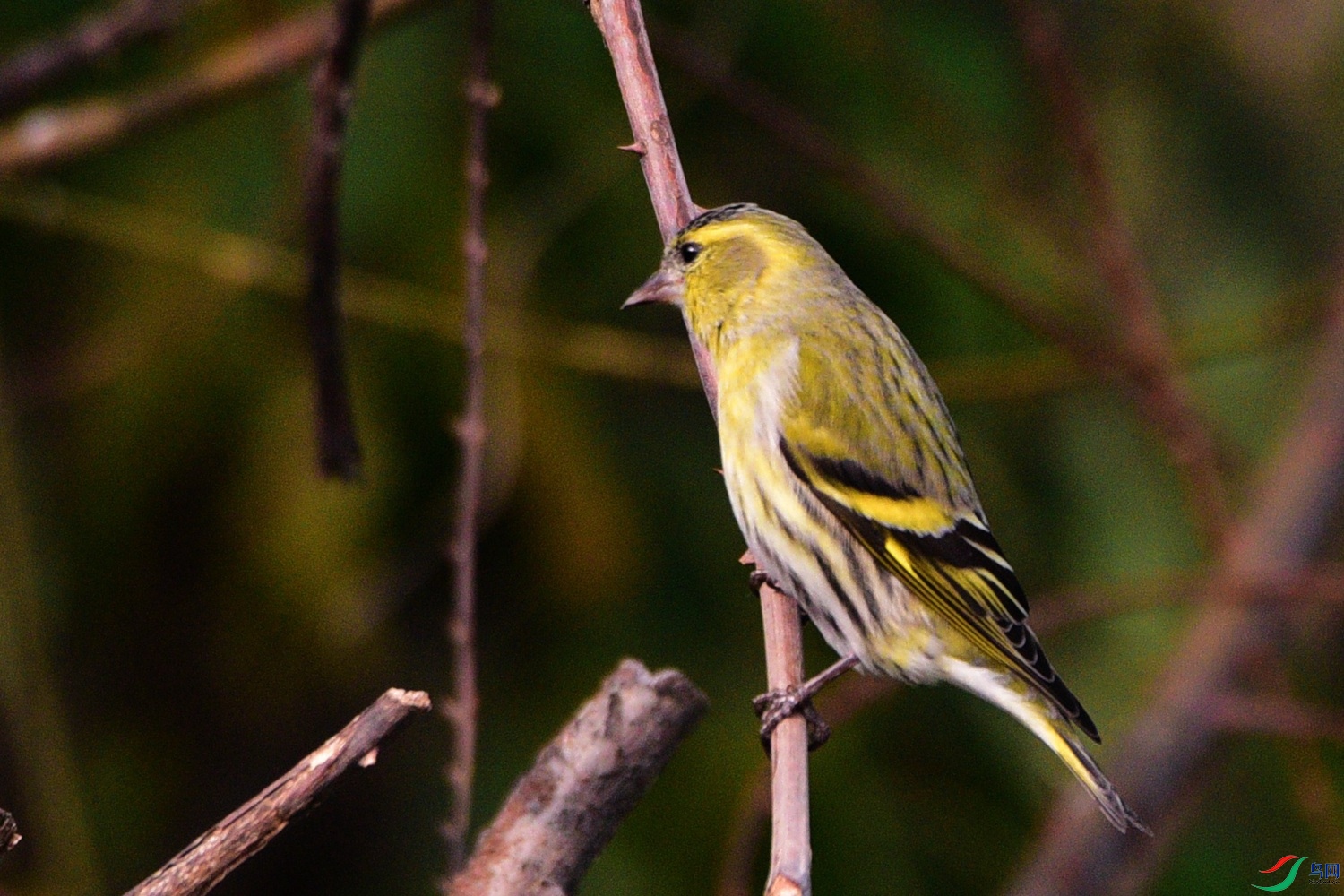 DSC_6660.JPG
