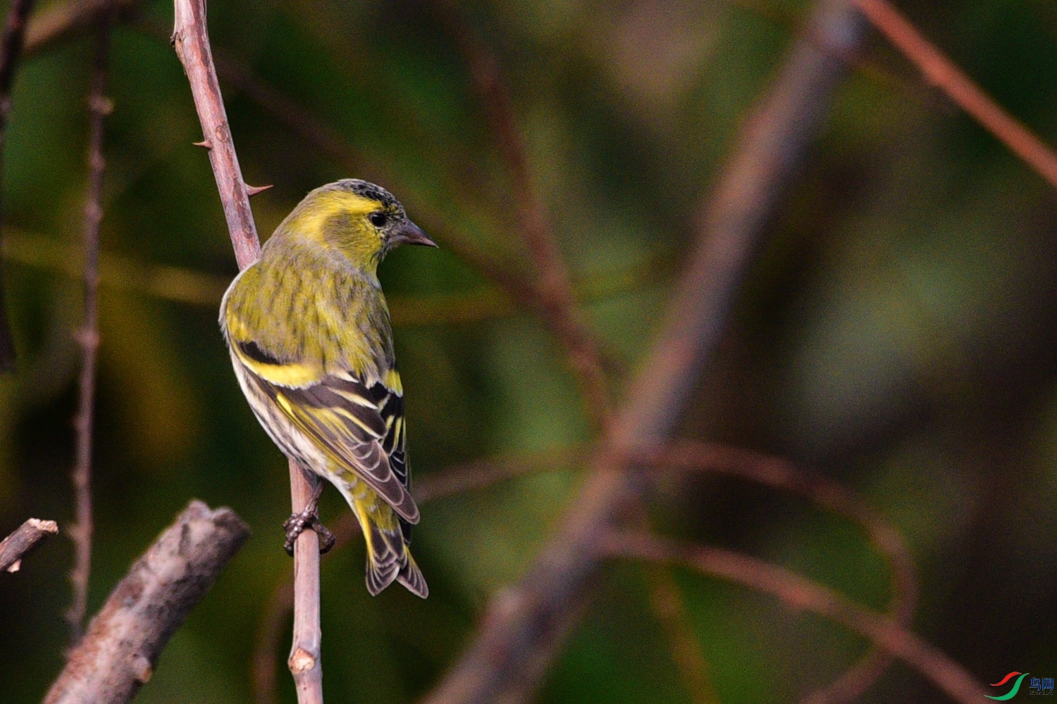 DSC_6654.JPG