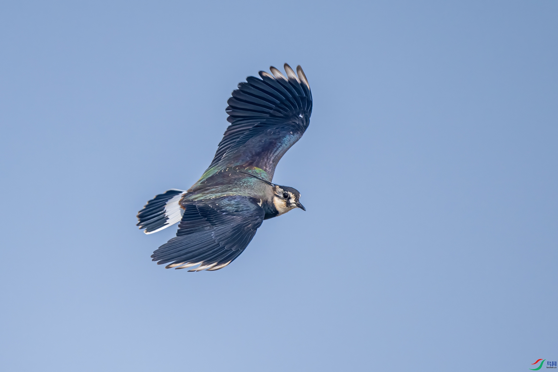 DSC_6292-2.jpg