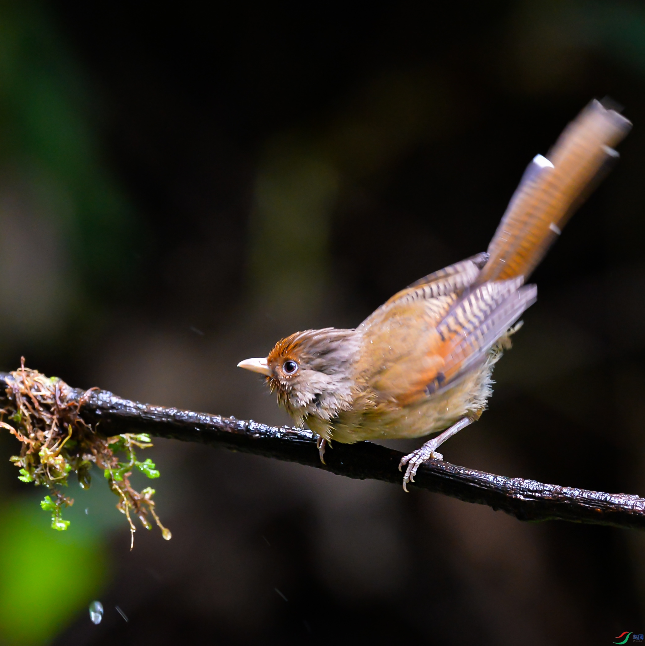 DSC_1288.jpg