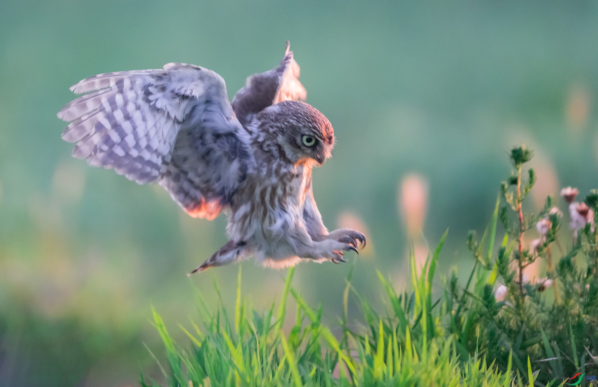 ���Ƹ�С�^