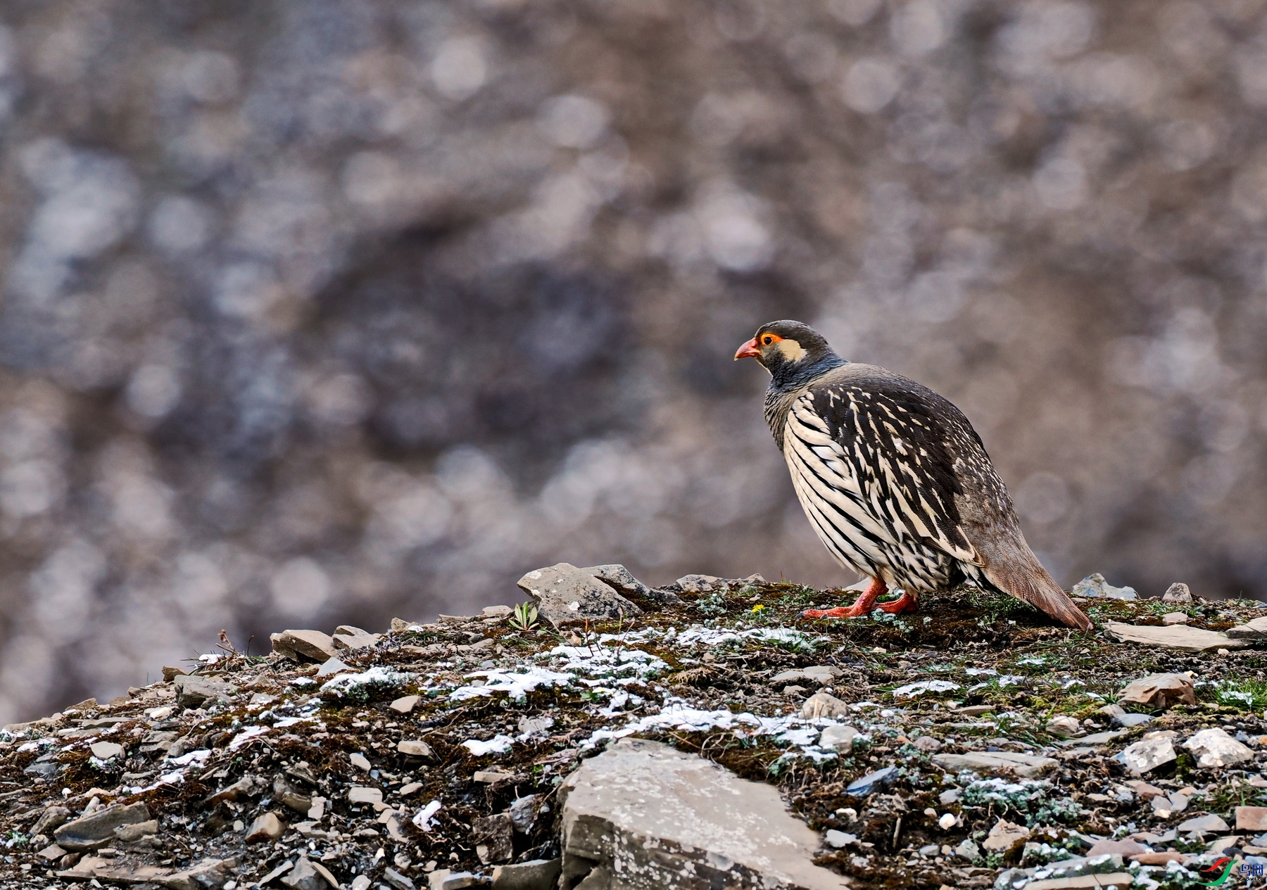 ��ѩ�� (2)-01.JPG