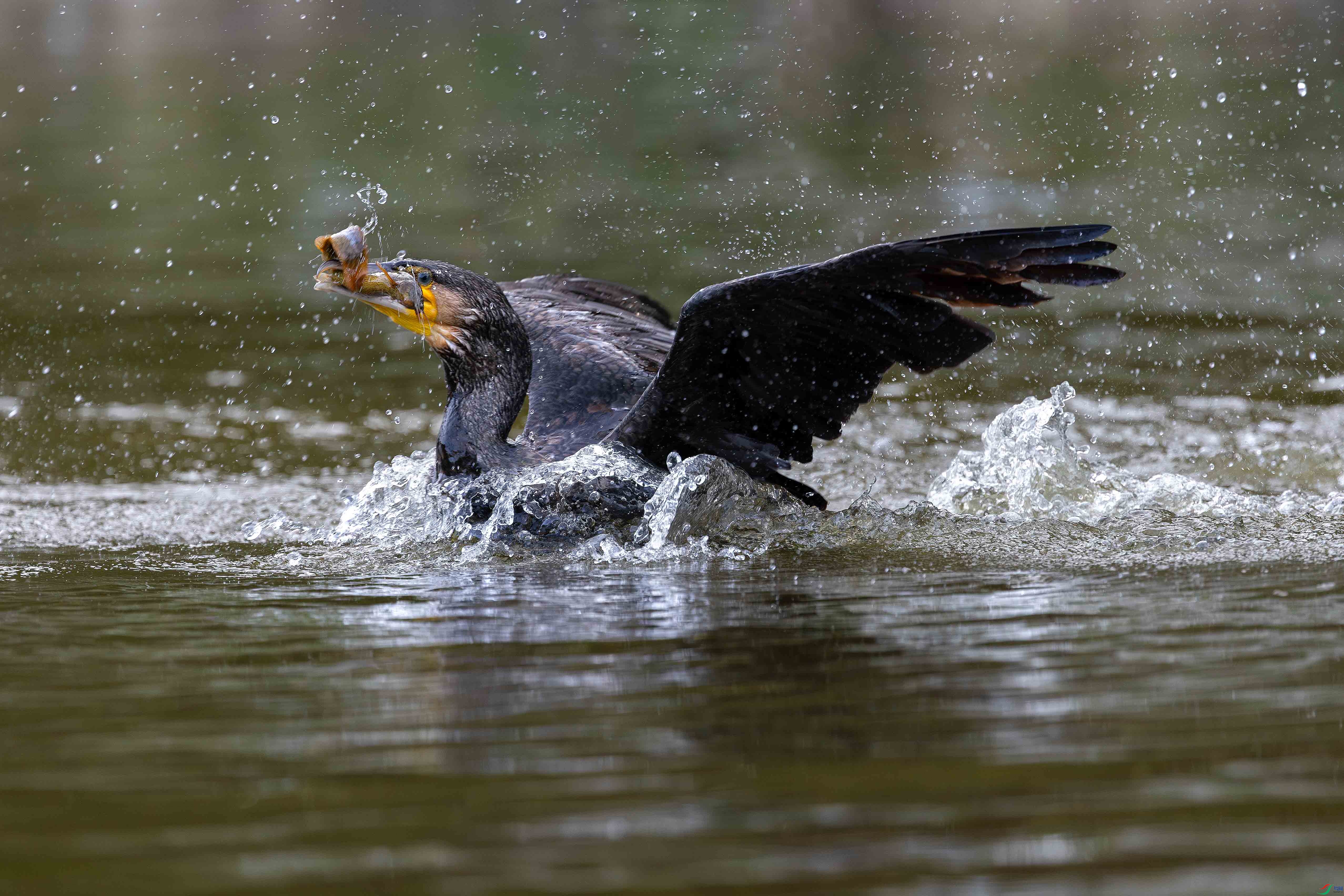 3Z6A0926-����ǿ-NR ����.jpg