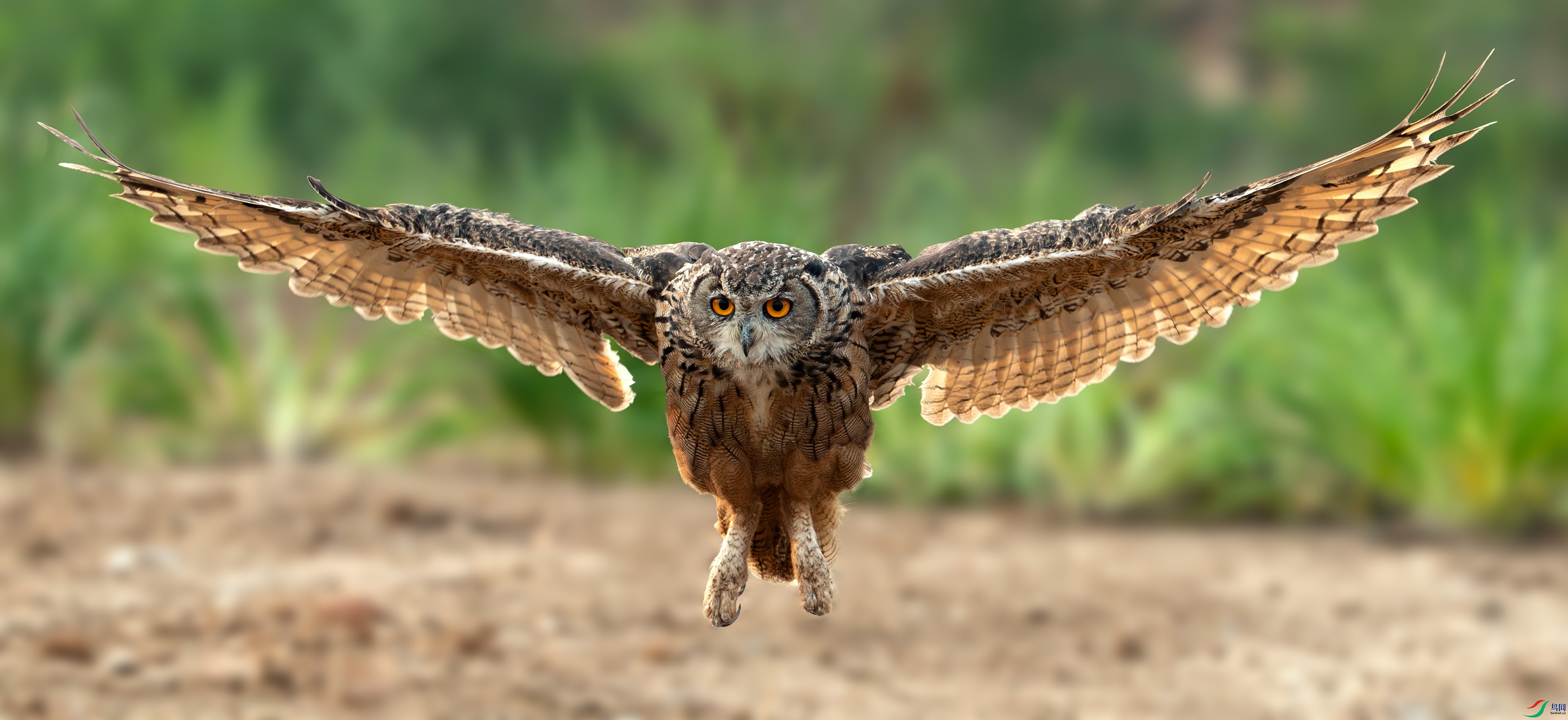 AQ9I5256-����ǿ-NR ����.jpg