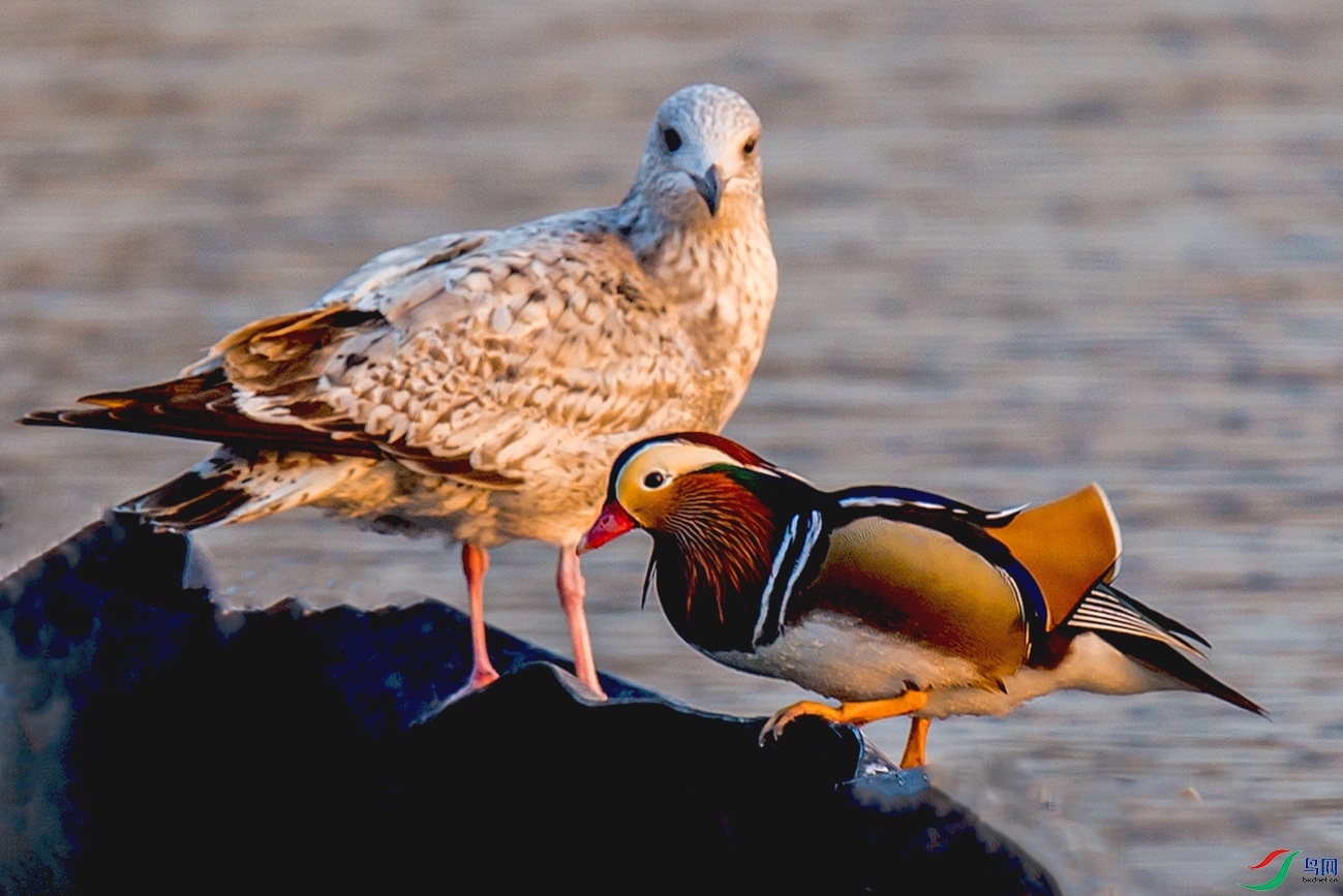 _MG_0091 ����.jpg