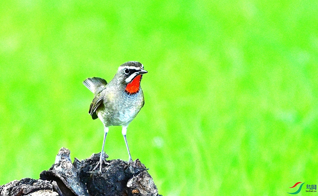 DSC_2555.JPG