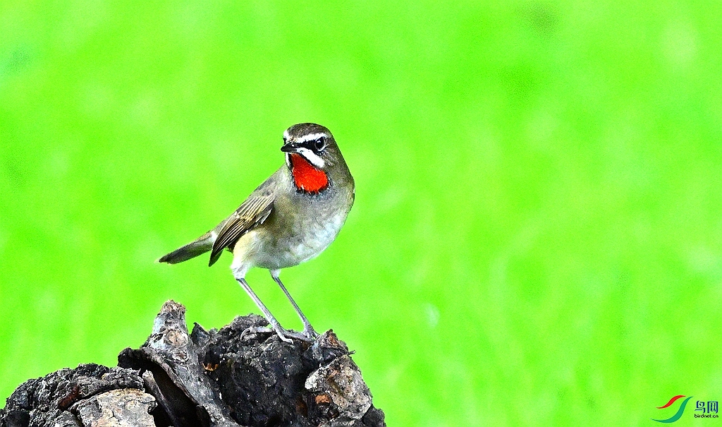 DSC_2718.JPG