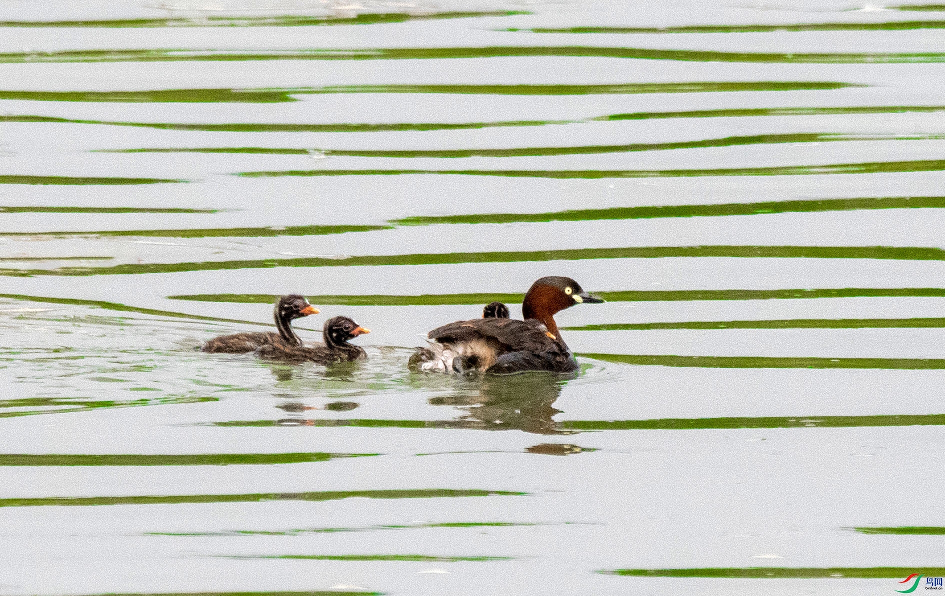 DSC_0402 ����.jpg