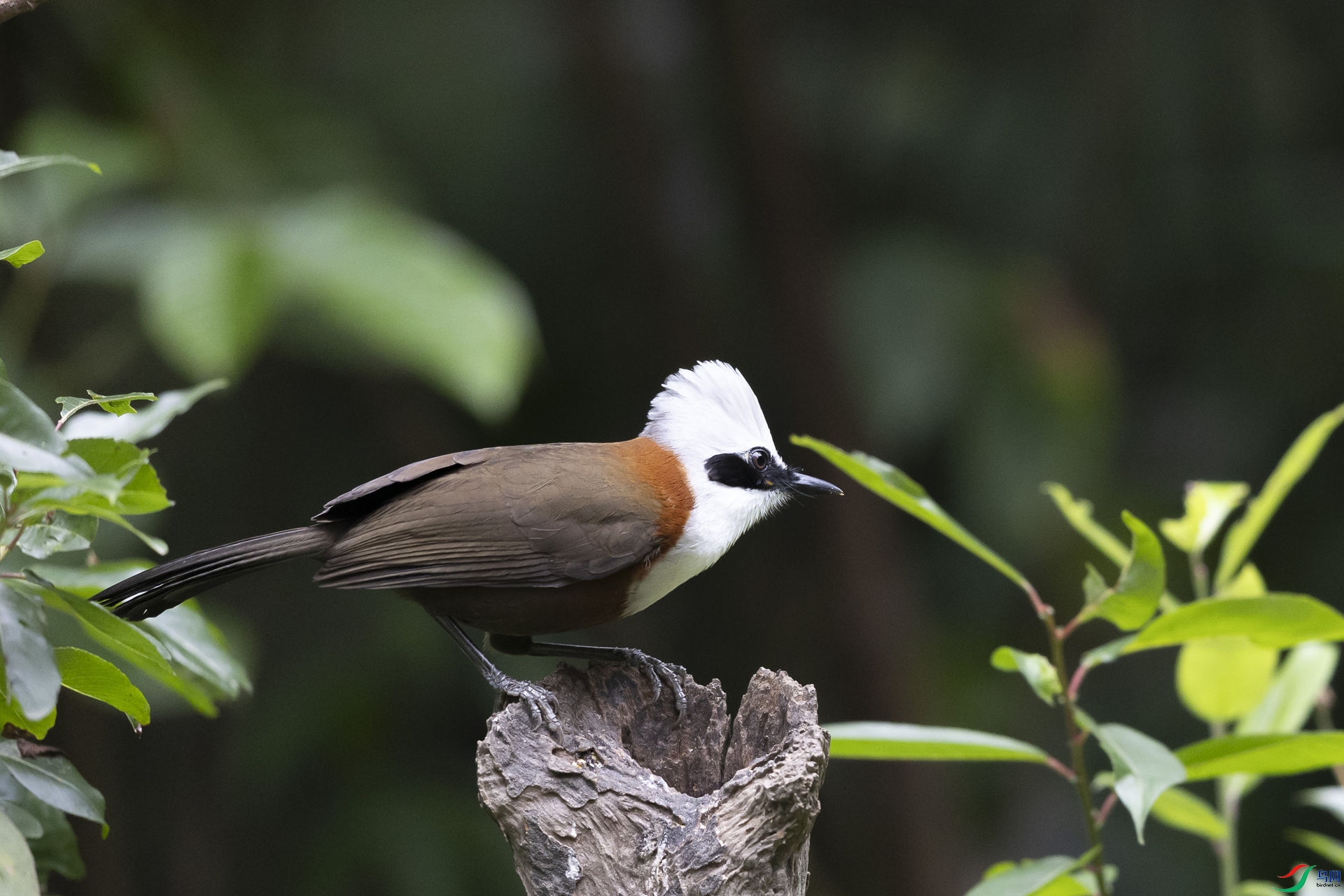 ��ͷ����