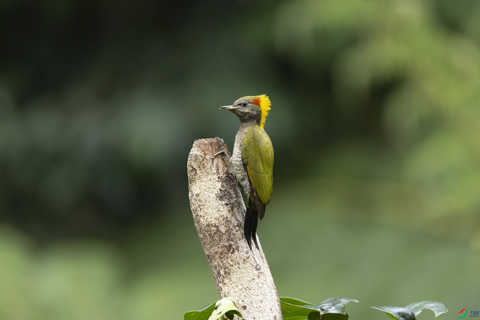 �ƹ���ľ��