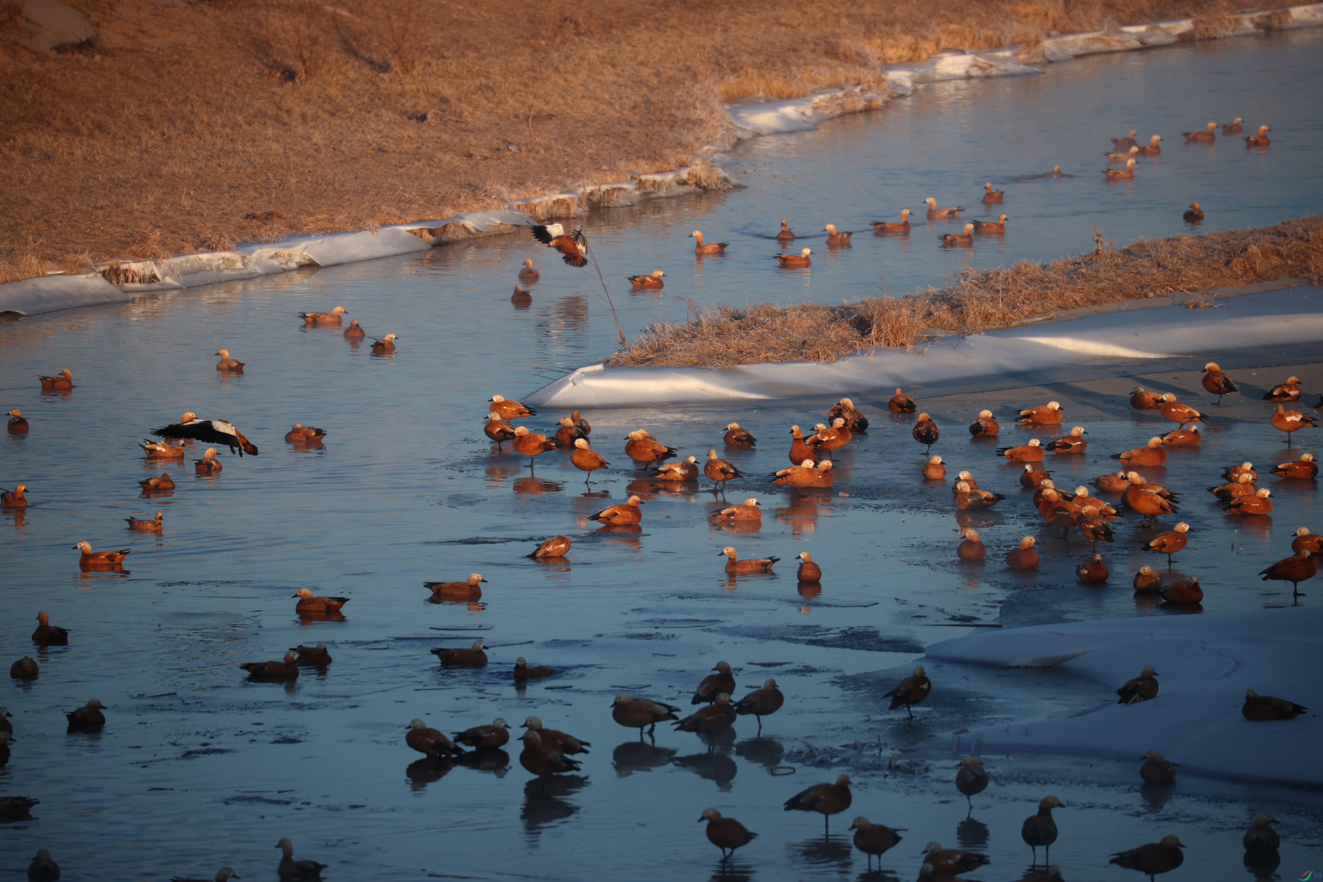 8503��ש����