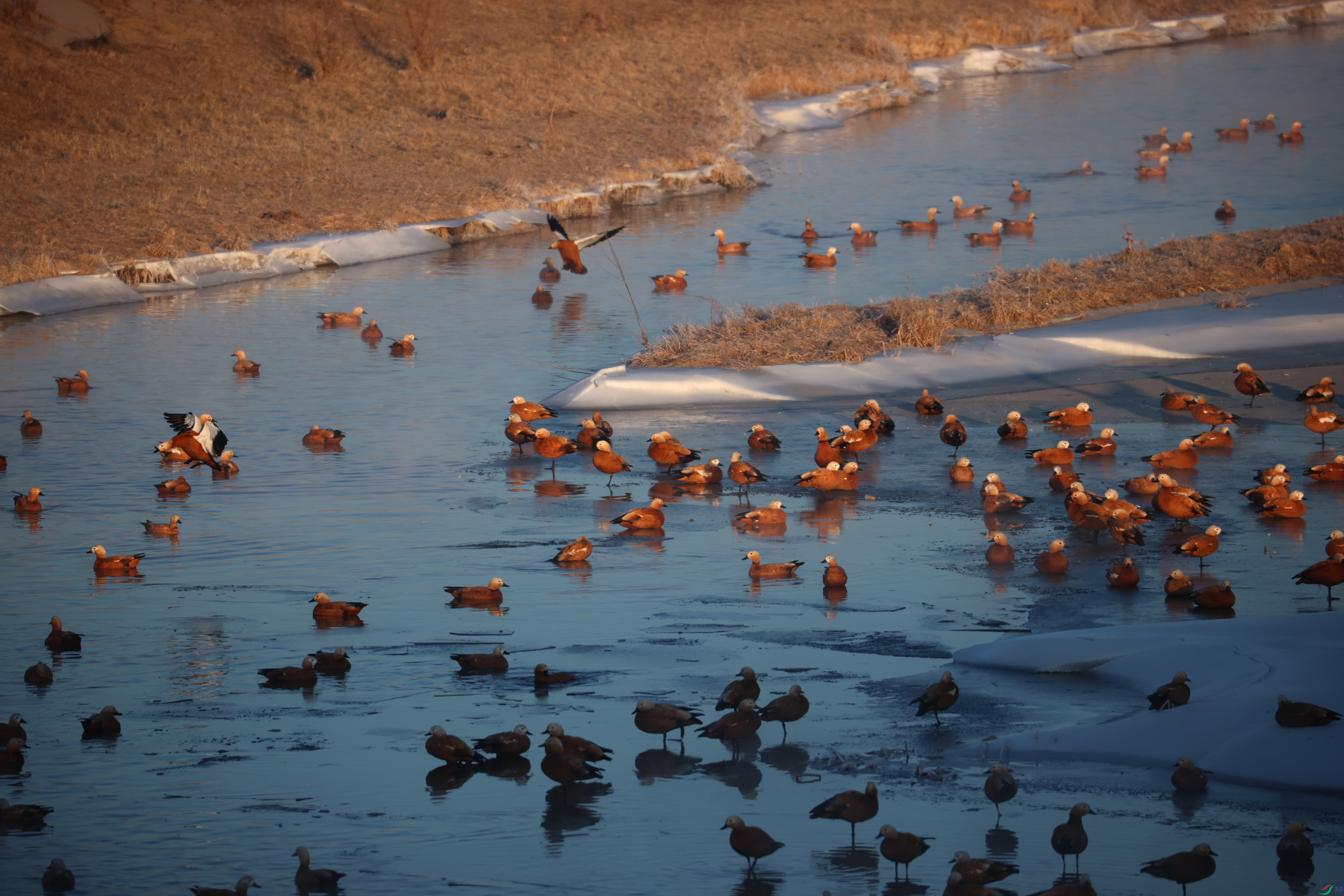 8504��ש����