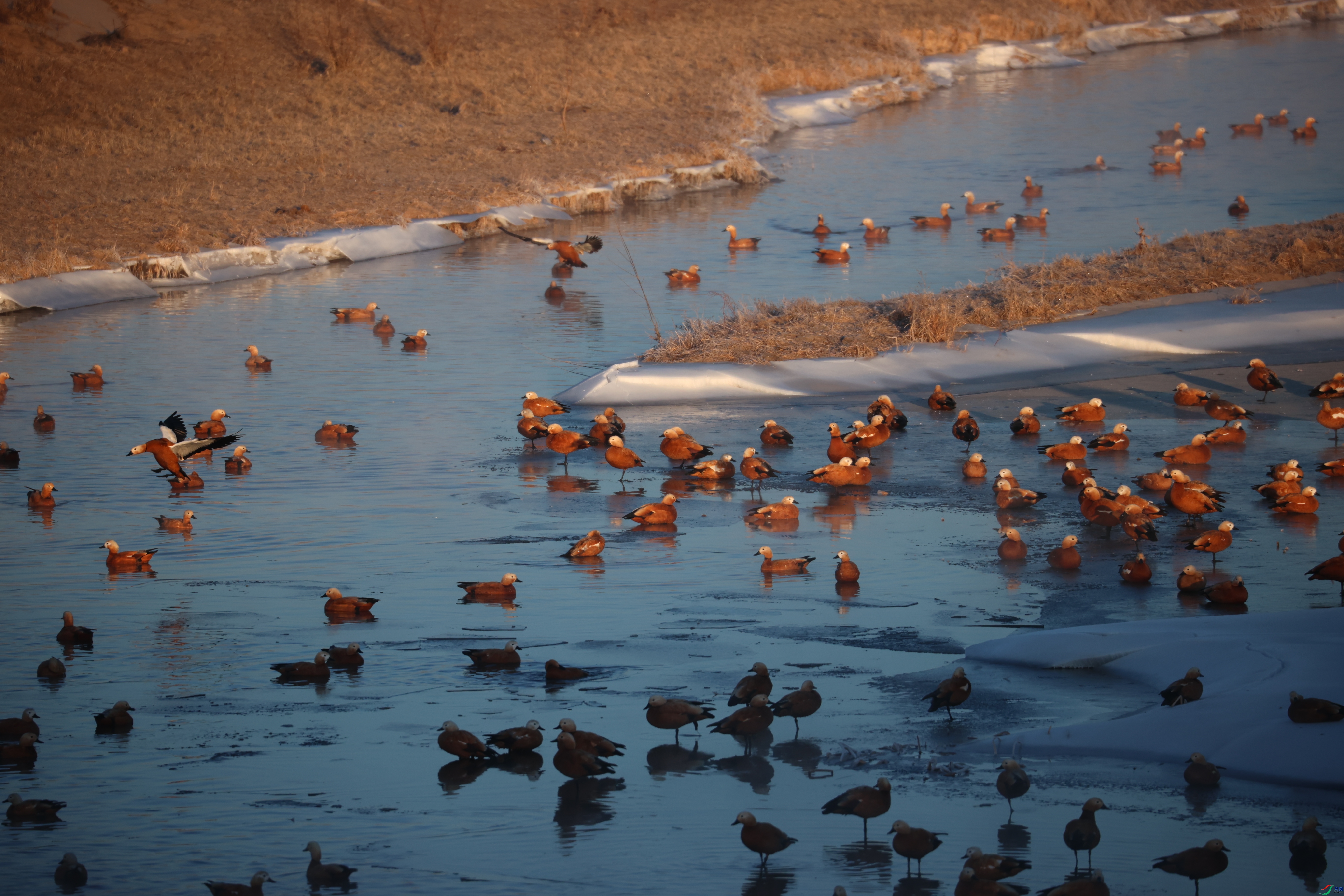 8505��ש����