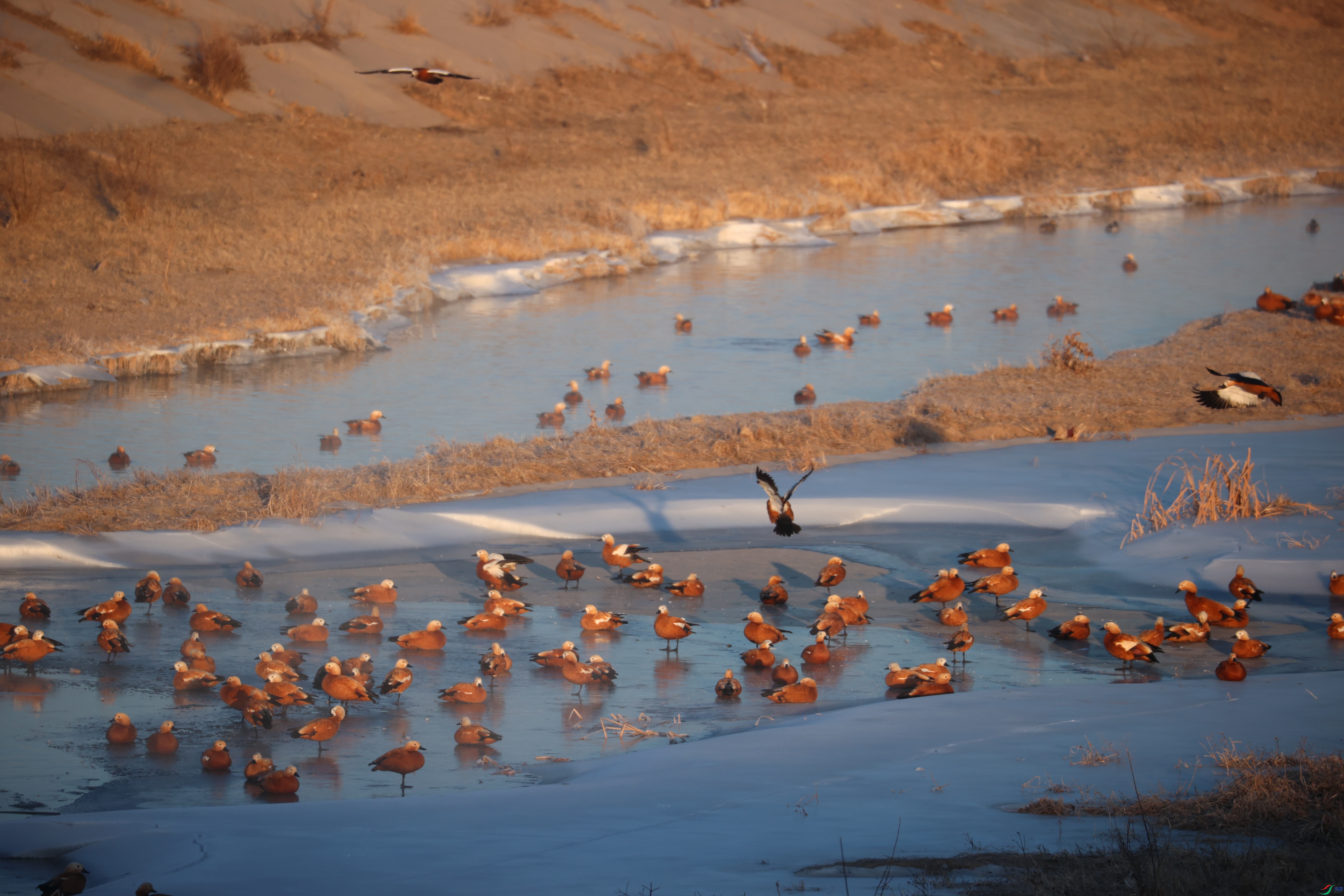 8507��ש����