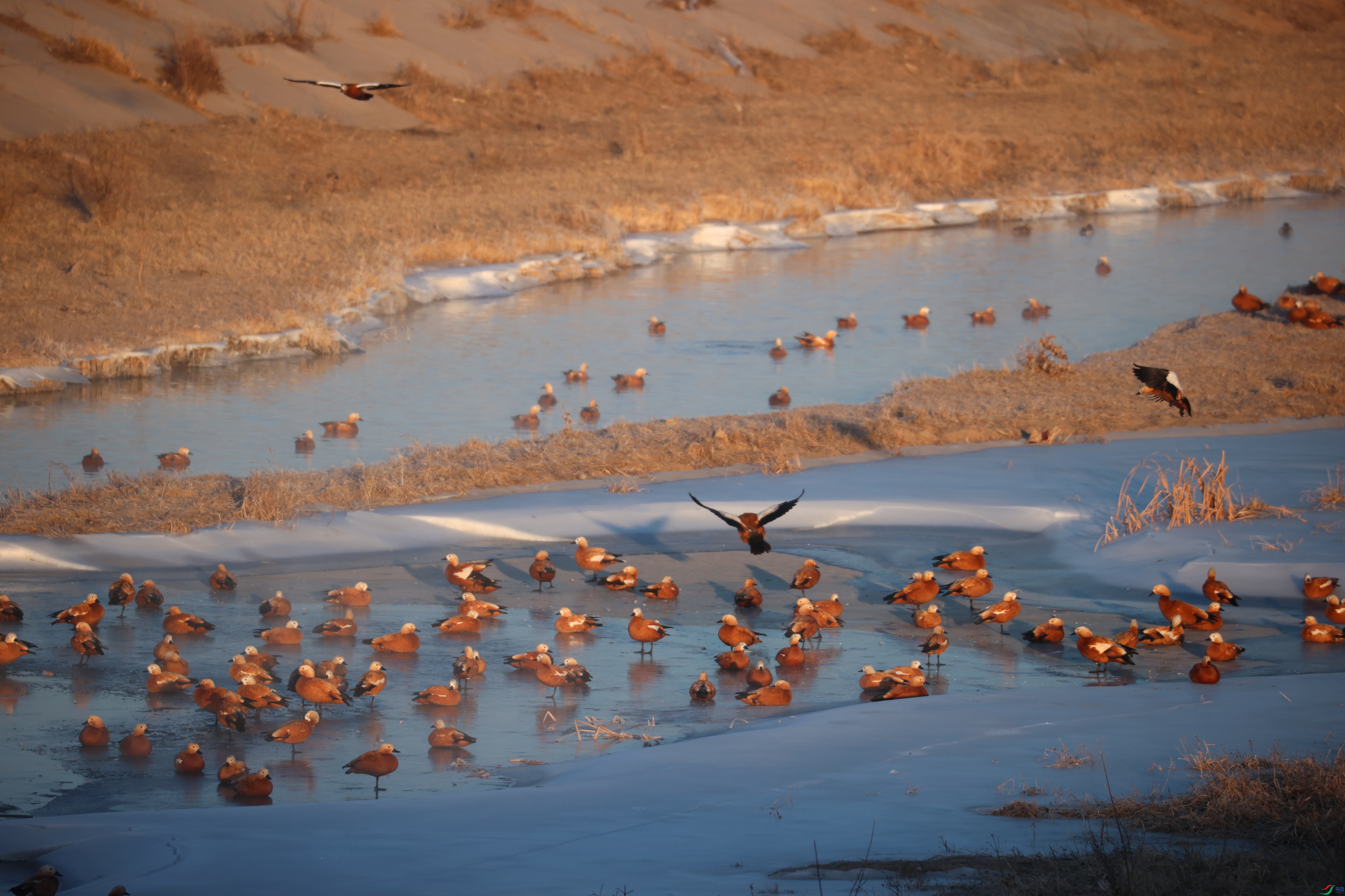 8510��ש����