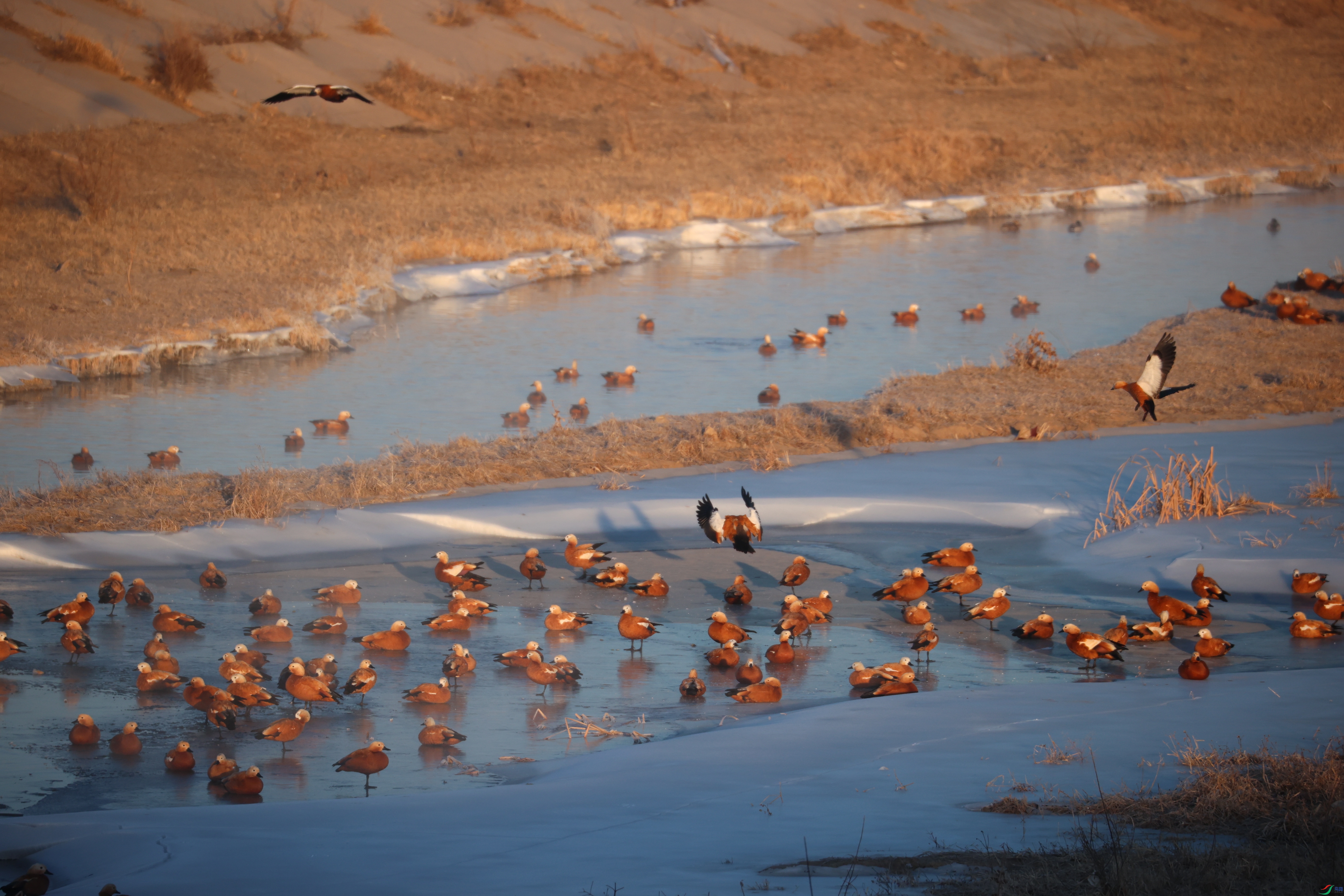 8511��ש����