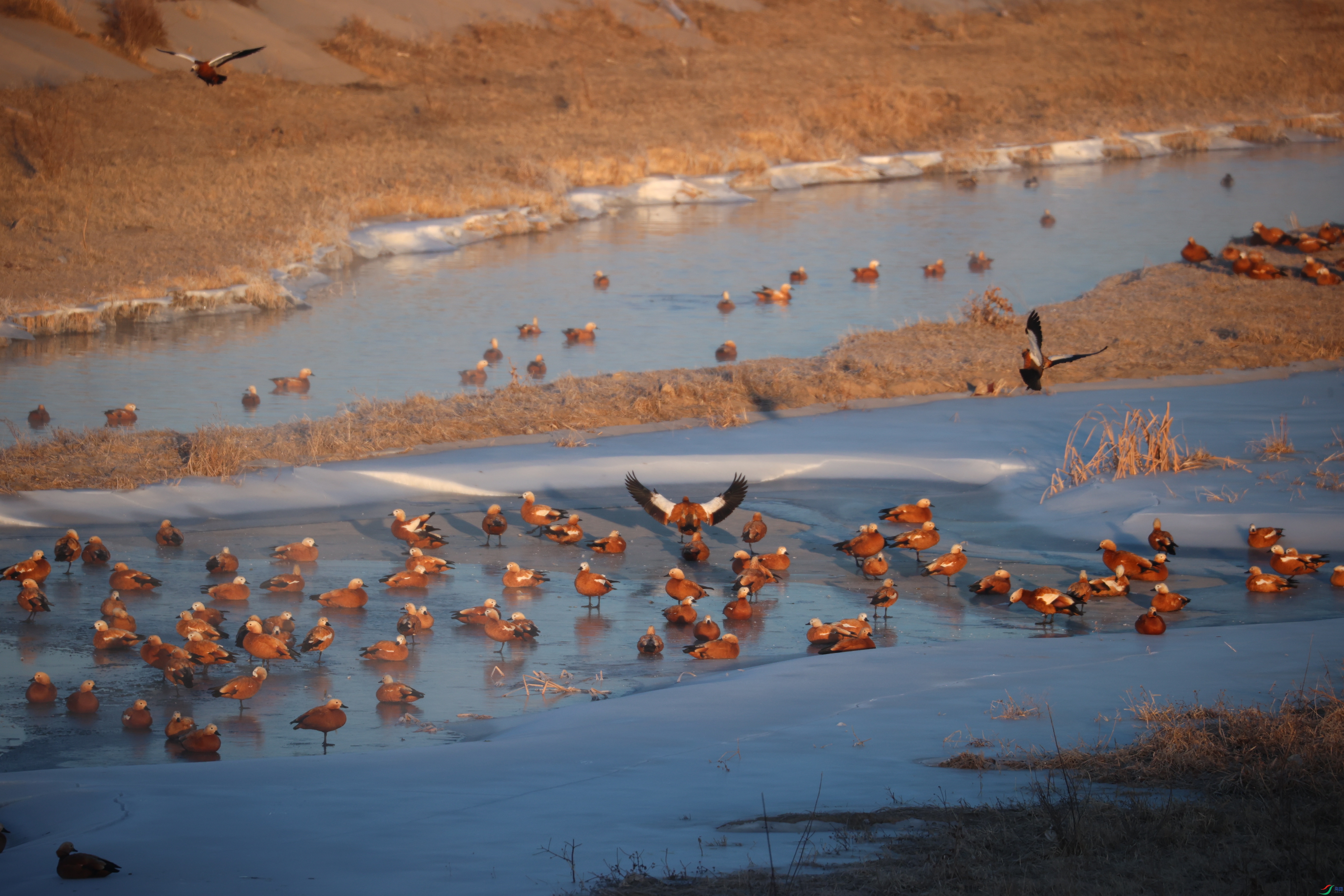 8516��ש����