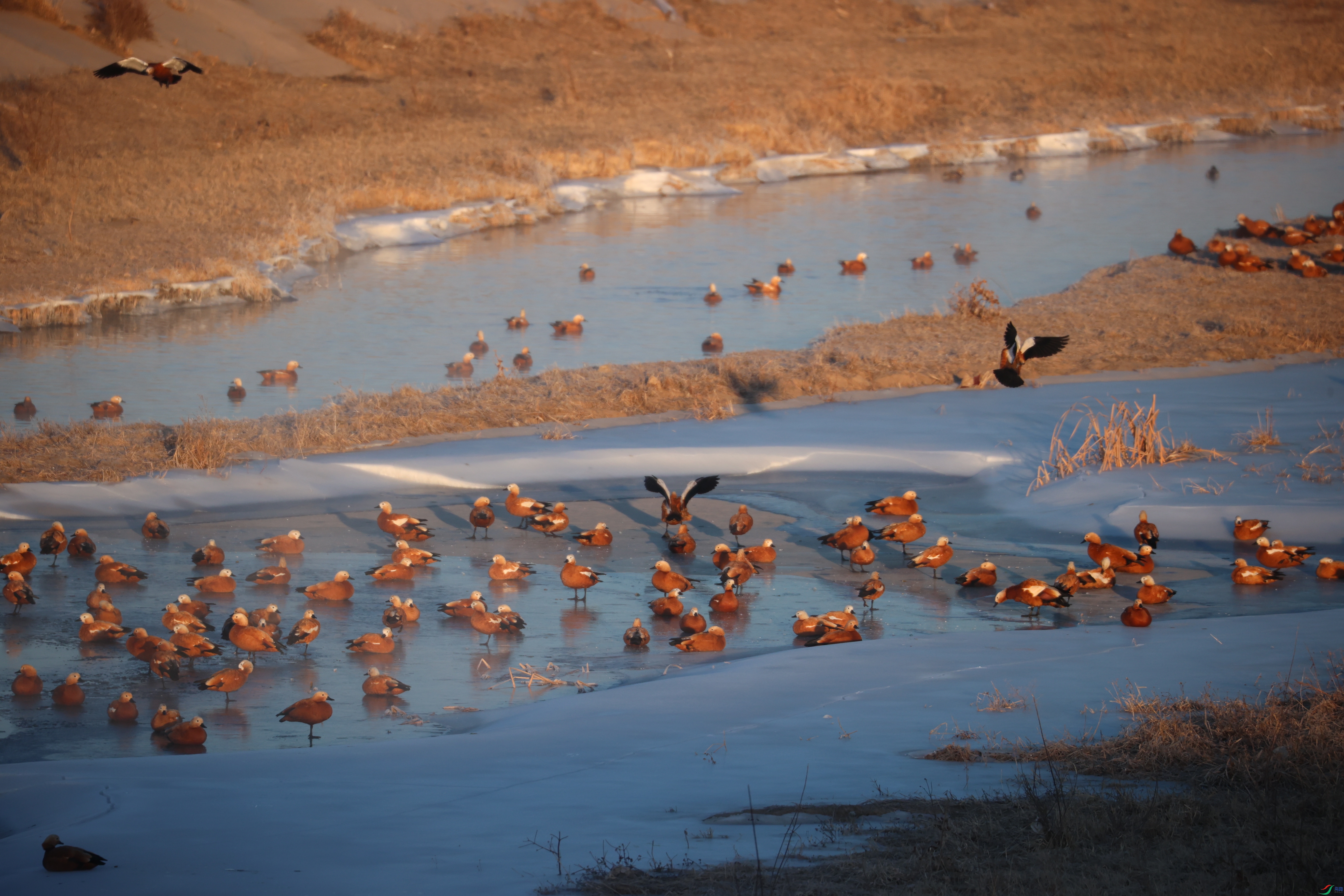 8518��ש����