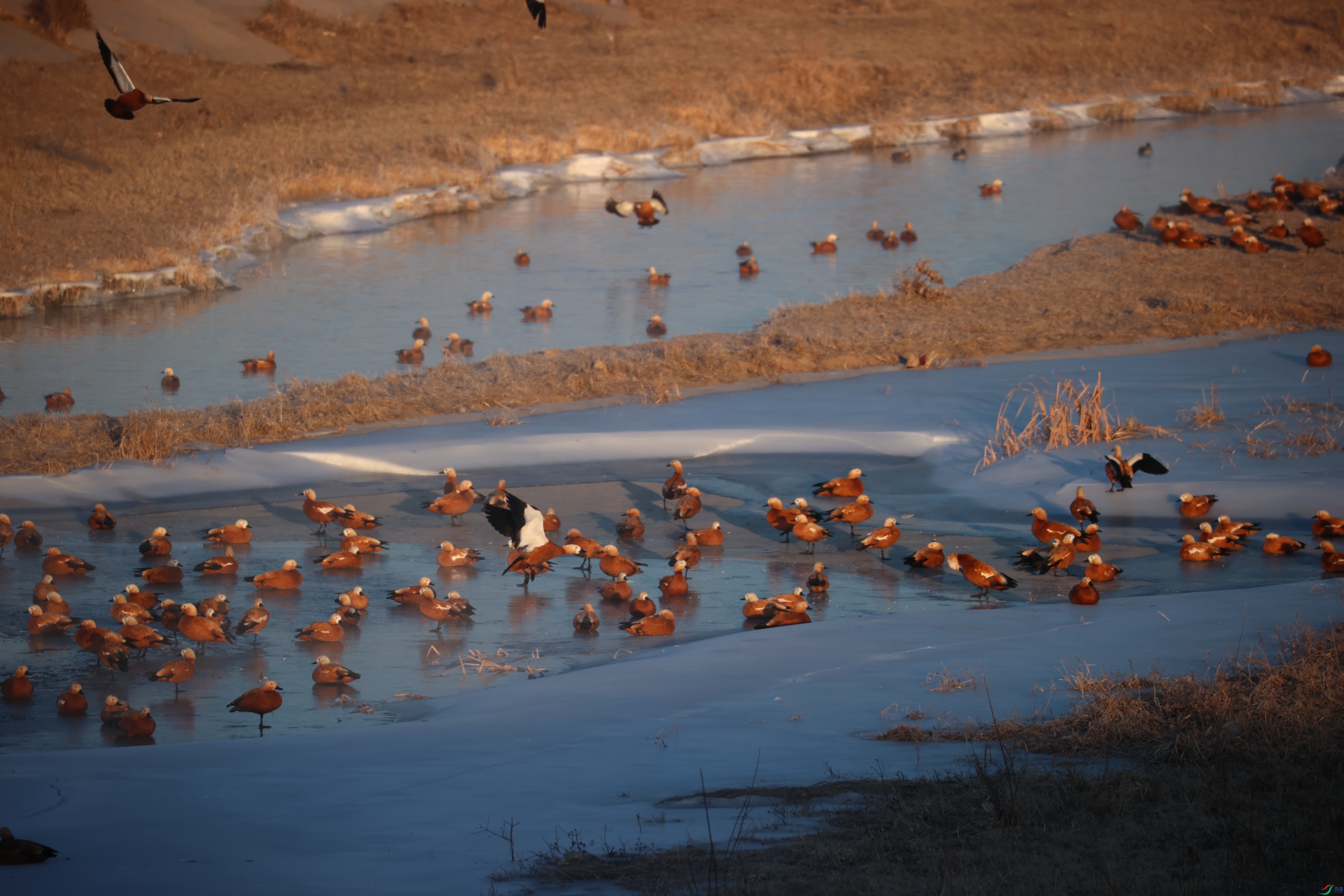 8519��ש����