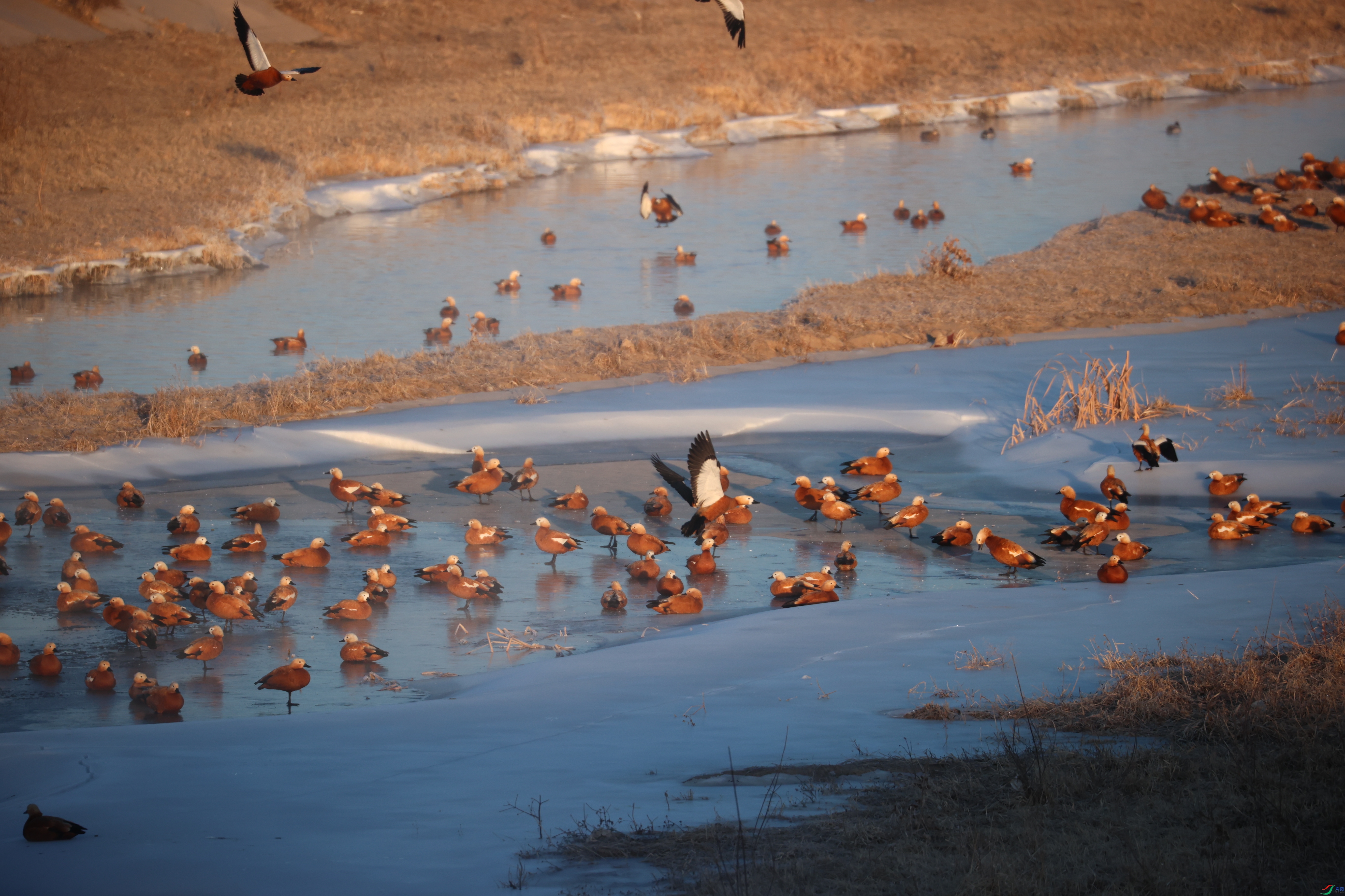 8522��ש����