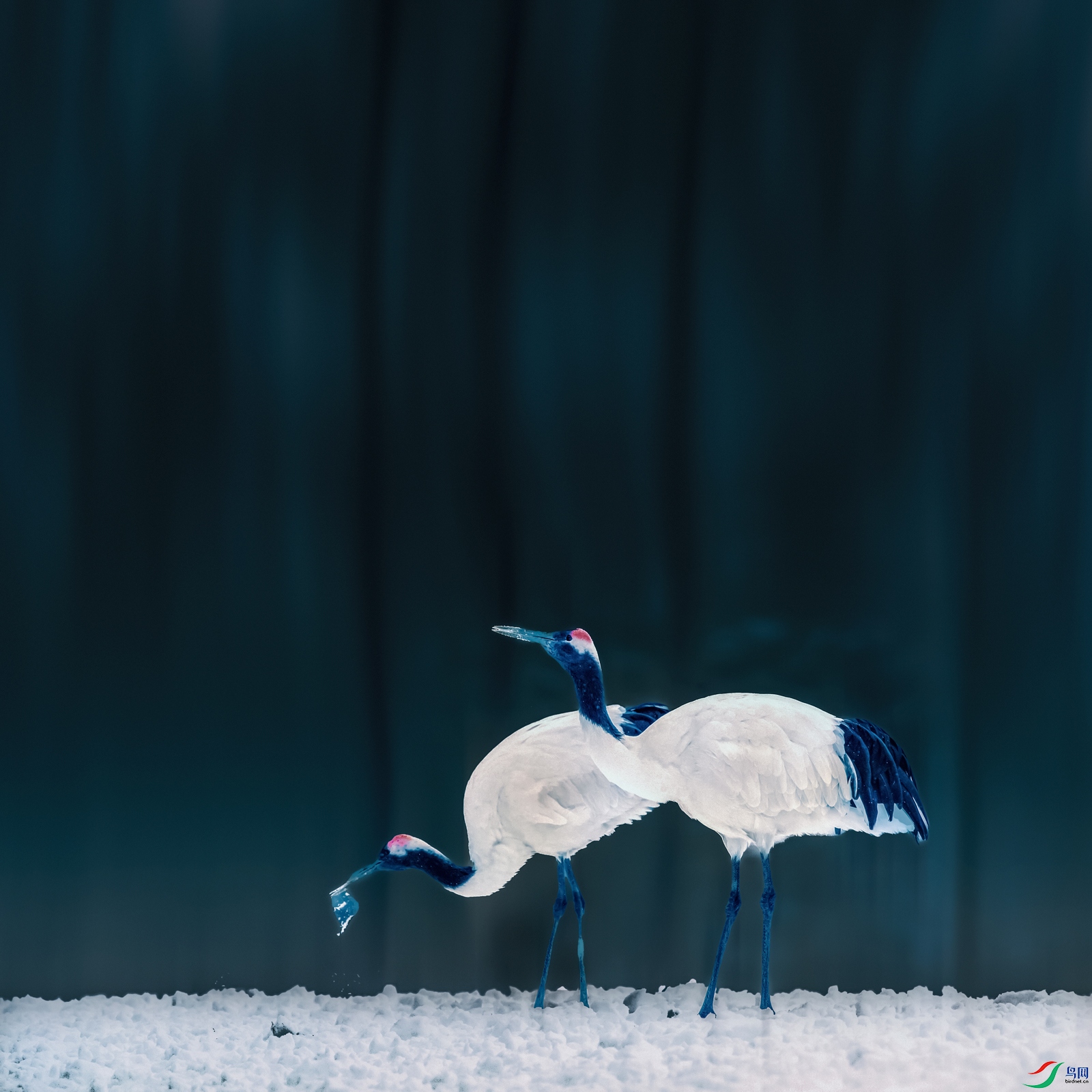 ������----ѩԭ˫��