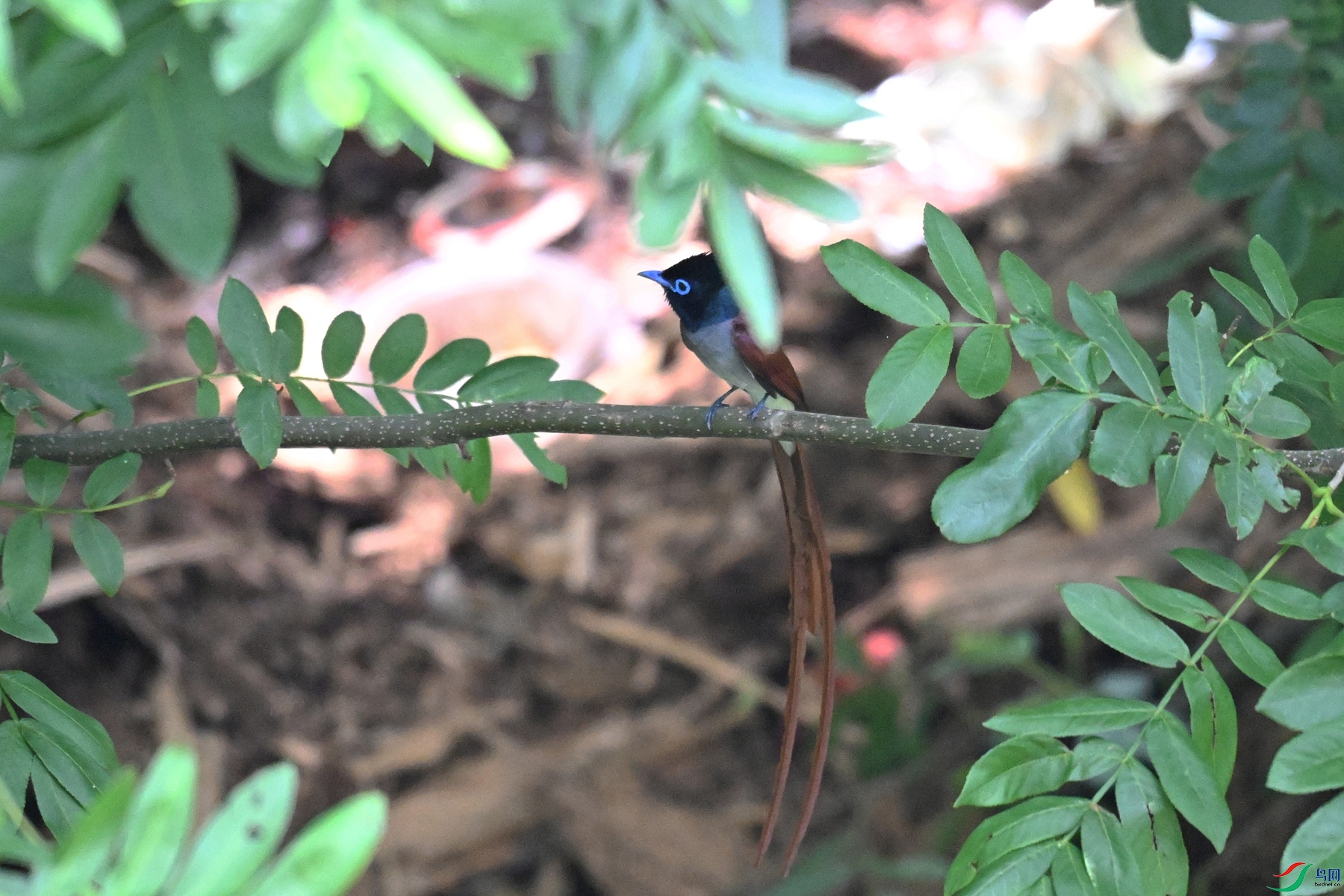 DSC_6161.JPG