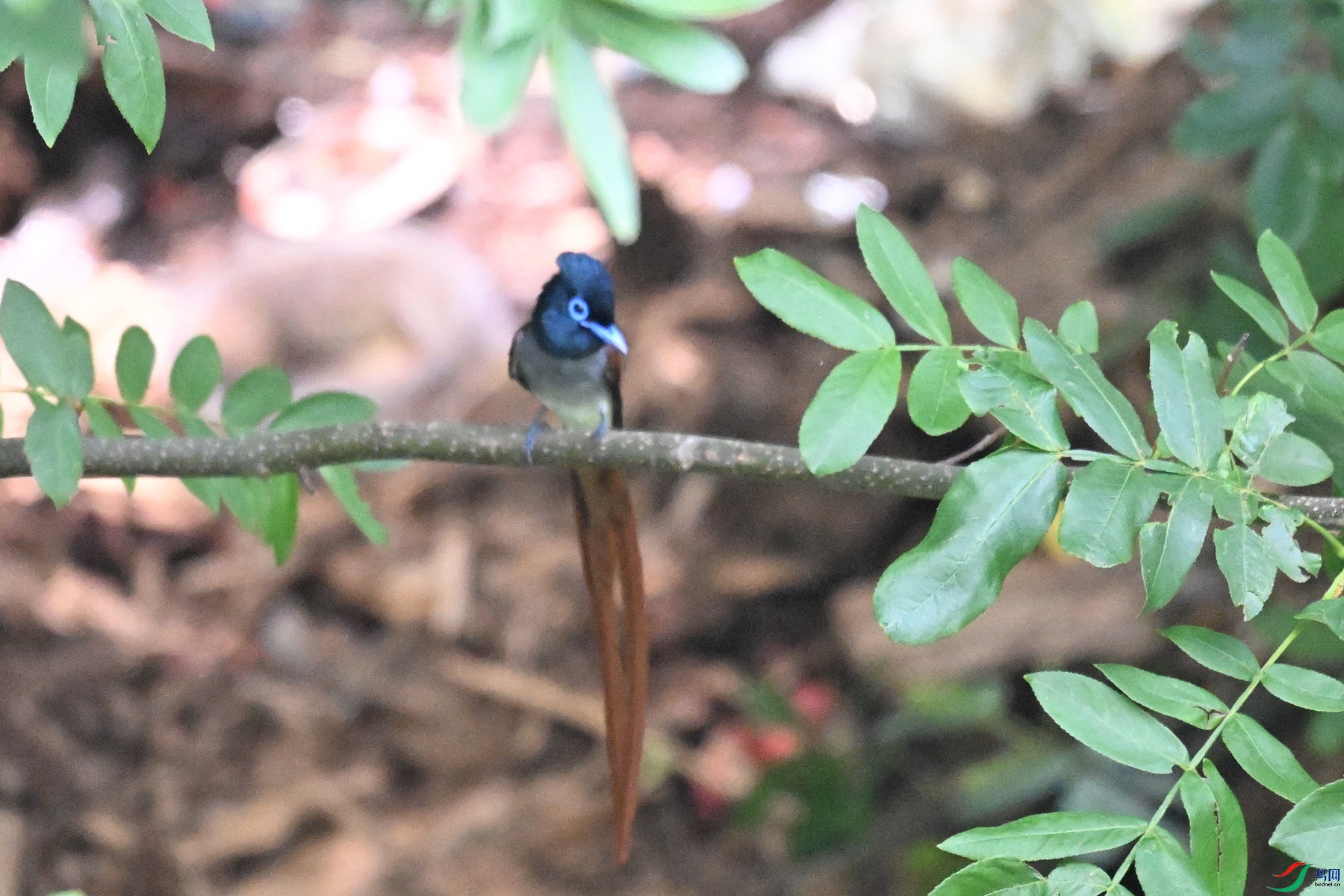 DSC_6176.JPG