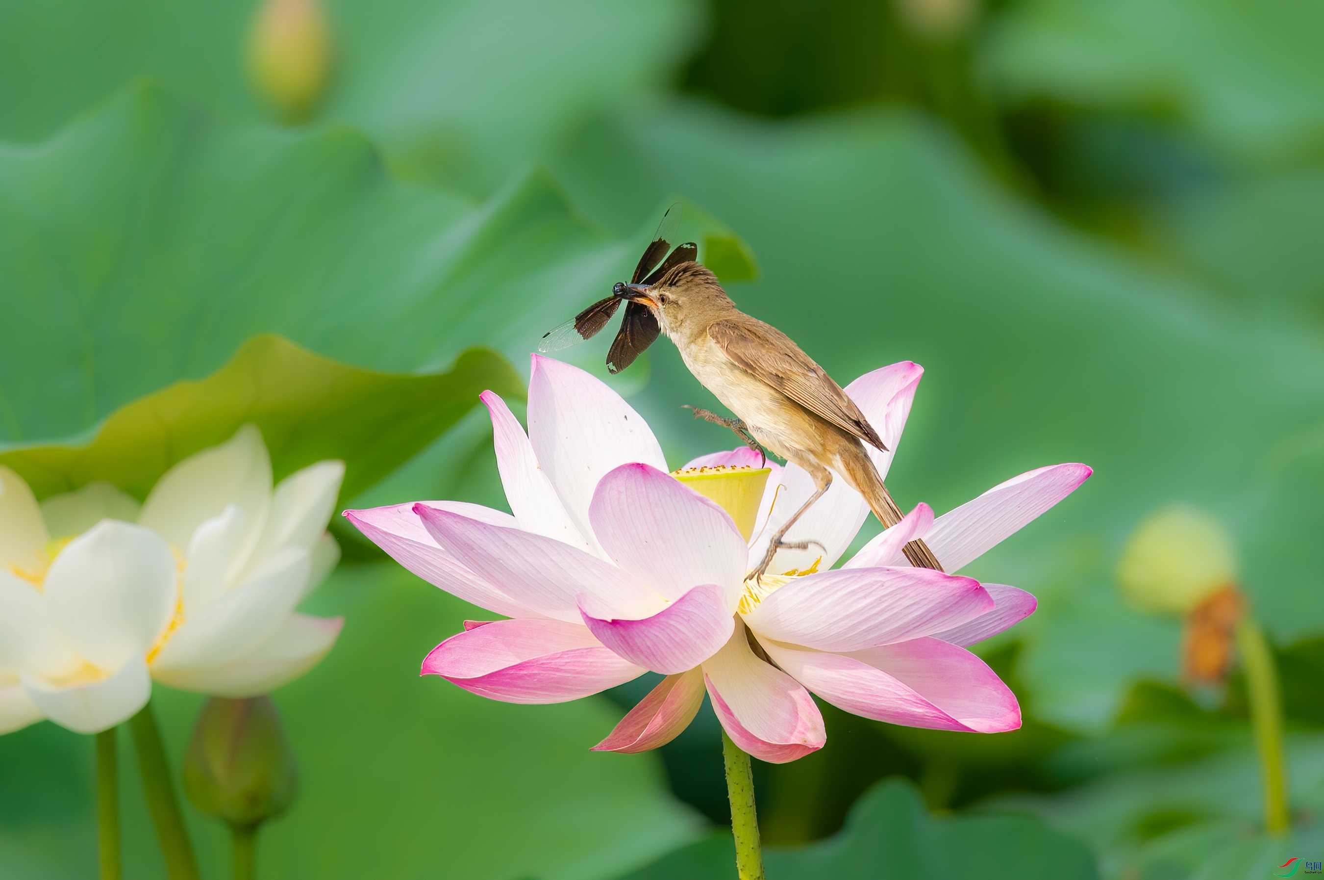 sen2016 7-10-41-�༭.jpg